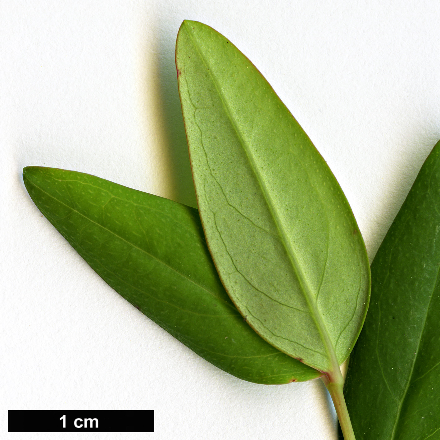 High resolution image: Family: Hypericaceae - Genus: Hypericum - Taxon: pseudohenryi