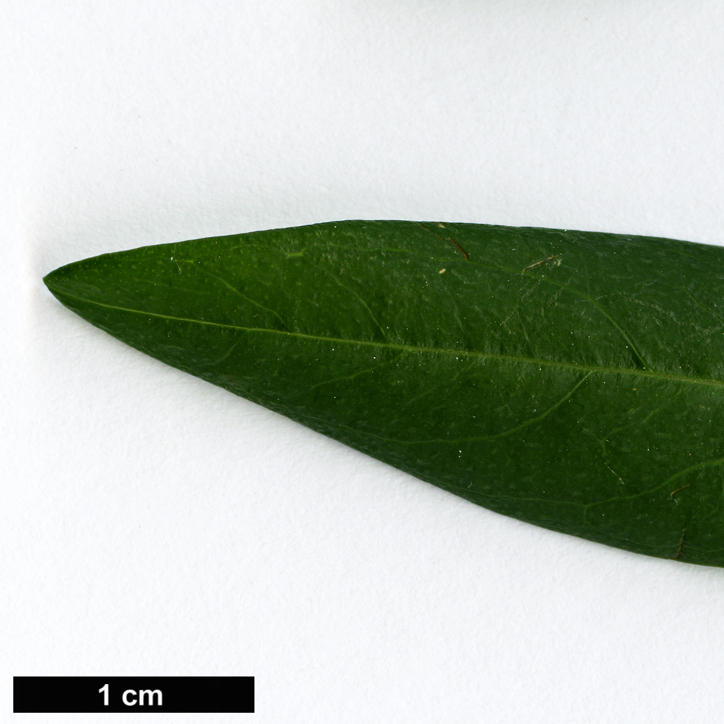 High resolution image: Family: Hypericaceae - Genus: Hypericum - Taxon: pseudohenryi