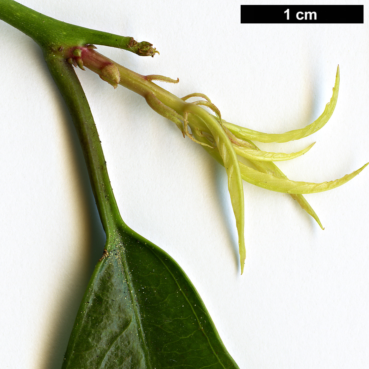 High resolution image: Family: Iteaceae - Genus: Itea - Taxon: chinensis