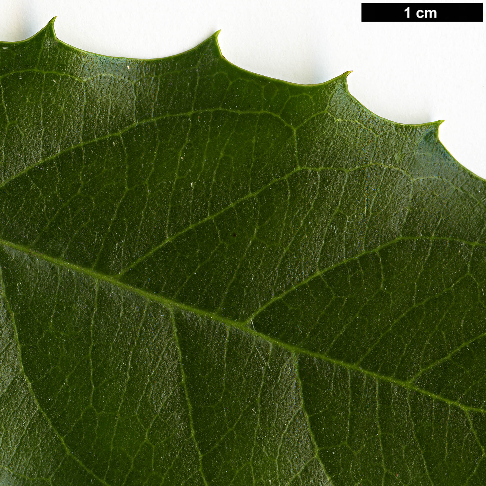 High resolution image: Family: Iteaceae - Genus: Itea - Taxon: ilicifolia