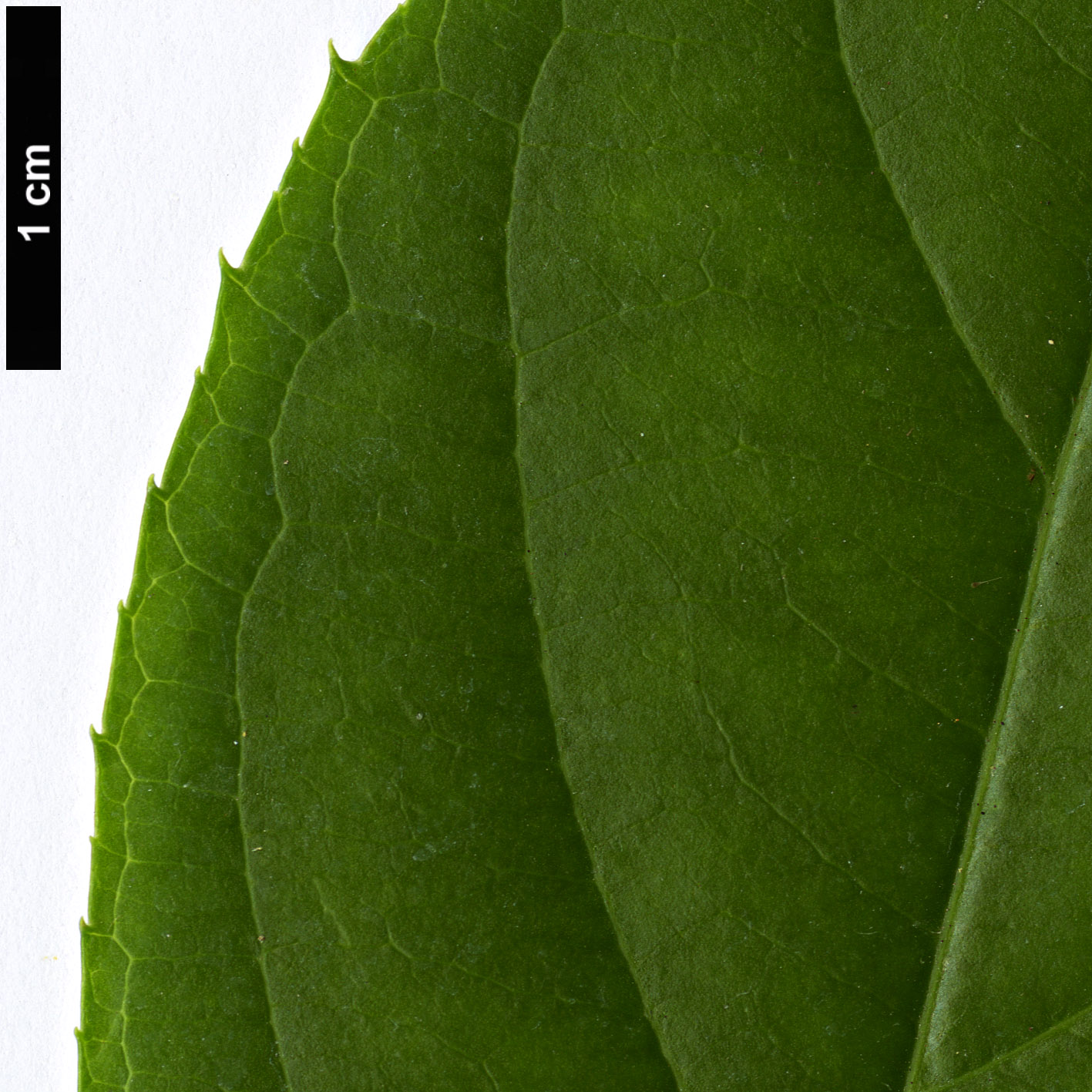 High resolution image: Family: Iteaceae - Genus: Itea - Taxon: yunnanensis