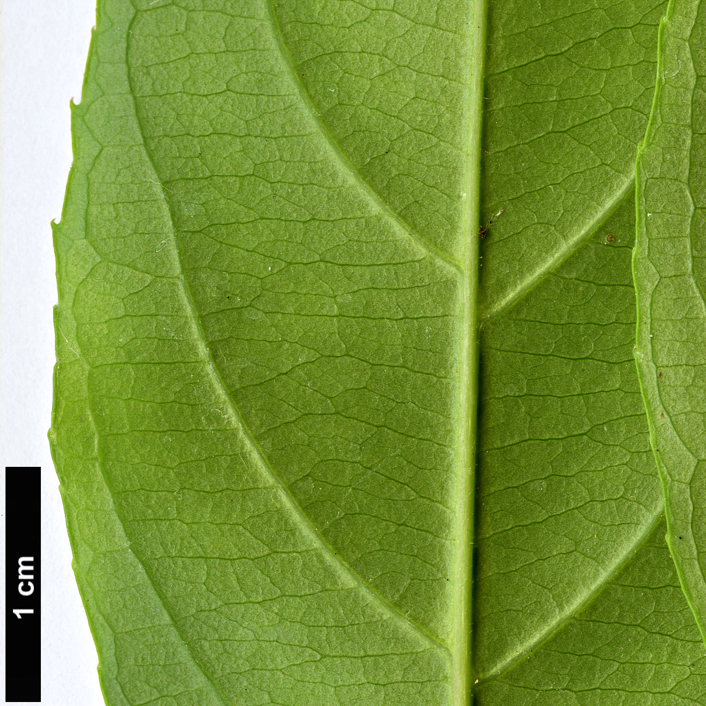 High resolution image: Family: Iteaceae - Genus: Itea - Taxon: yunnanensis