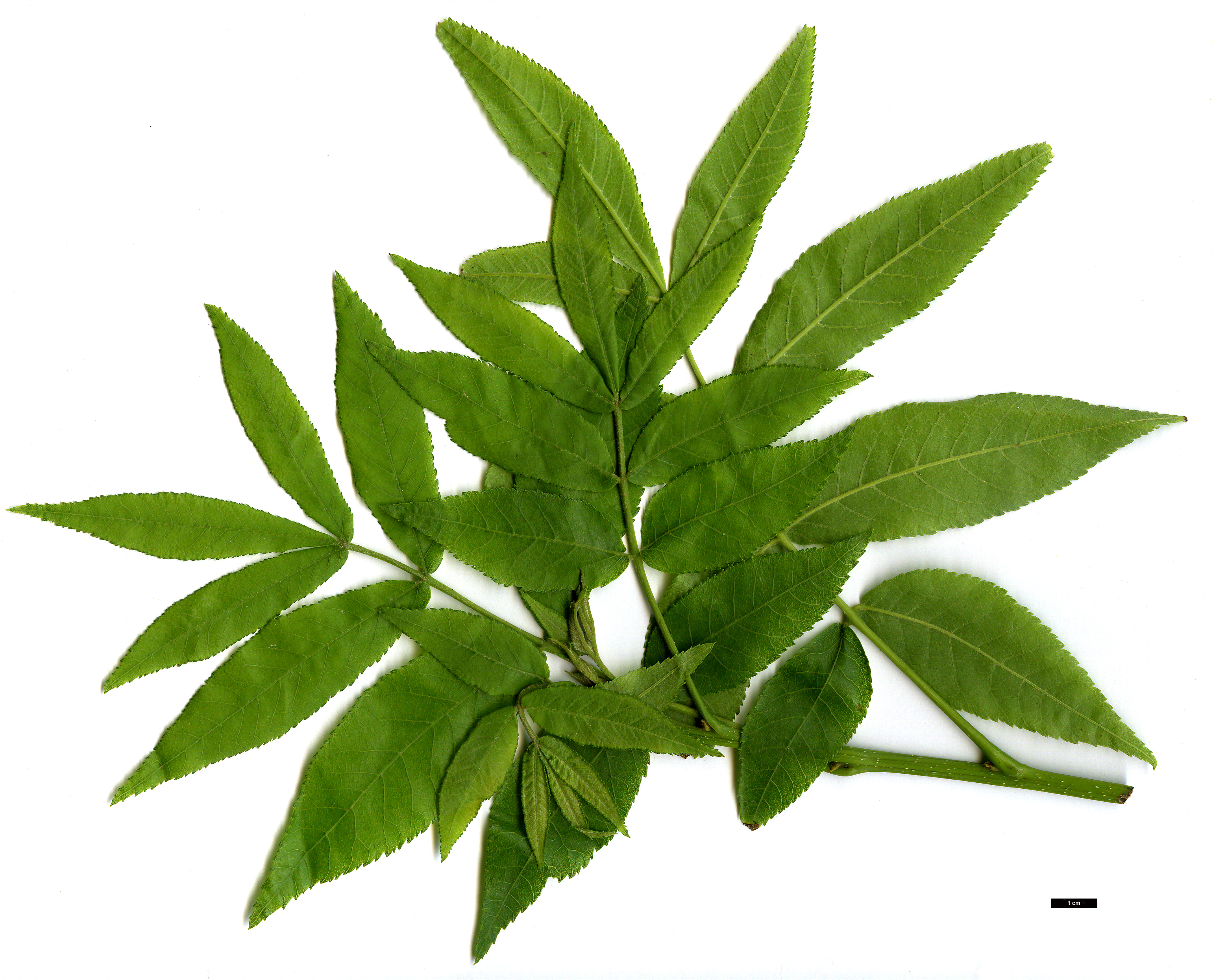 High resolution image: Family: Juglandaceae - Genus: Carya - Taxon: cordiformis