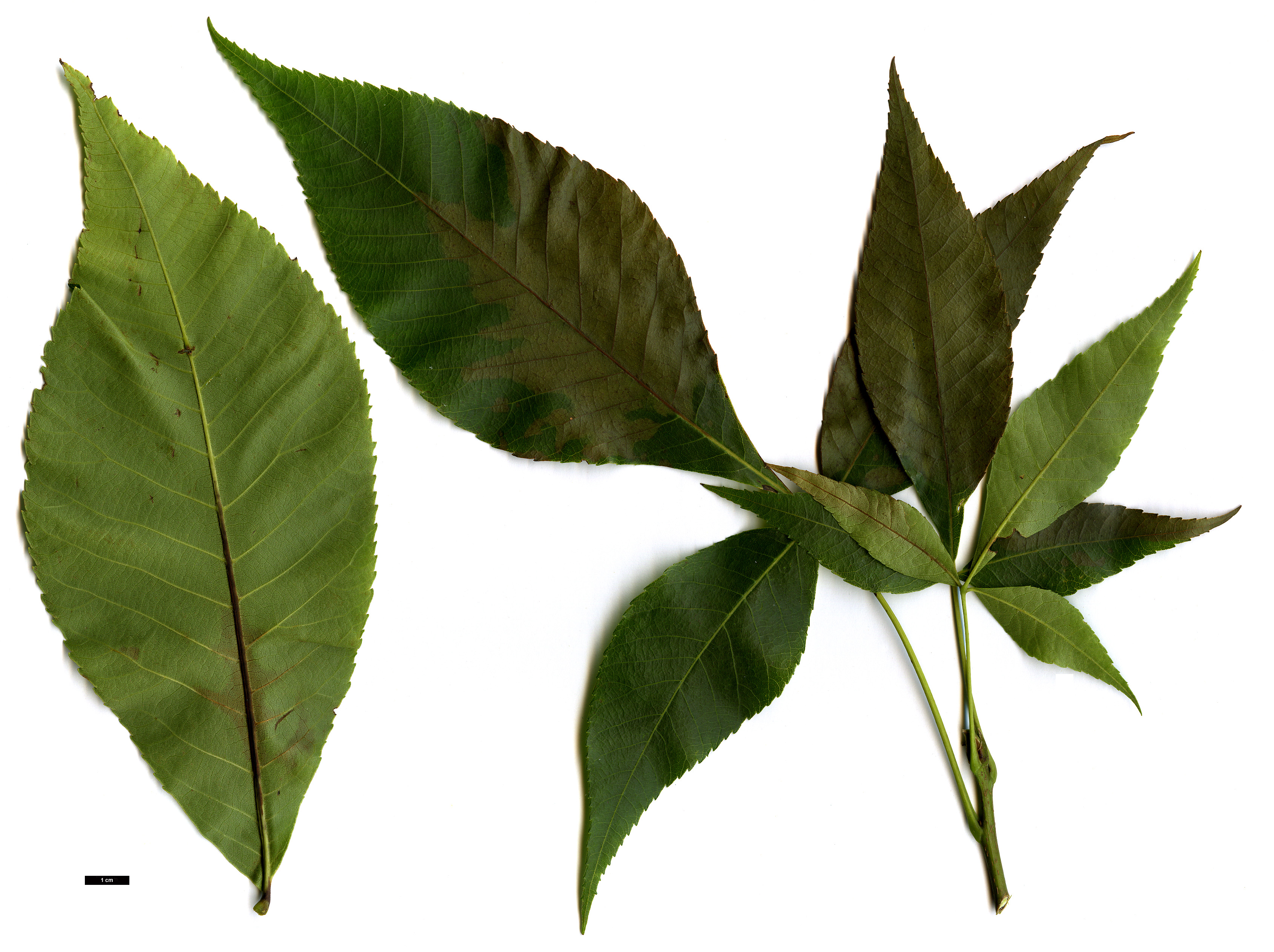 High resolution image: Family: Juglandaceae - Genus: Carya - Taxon: glabra