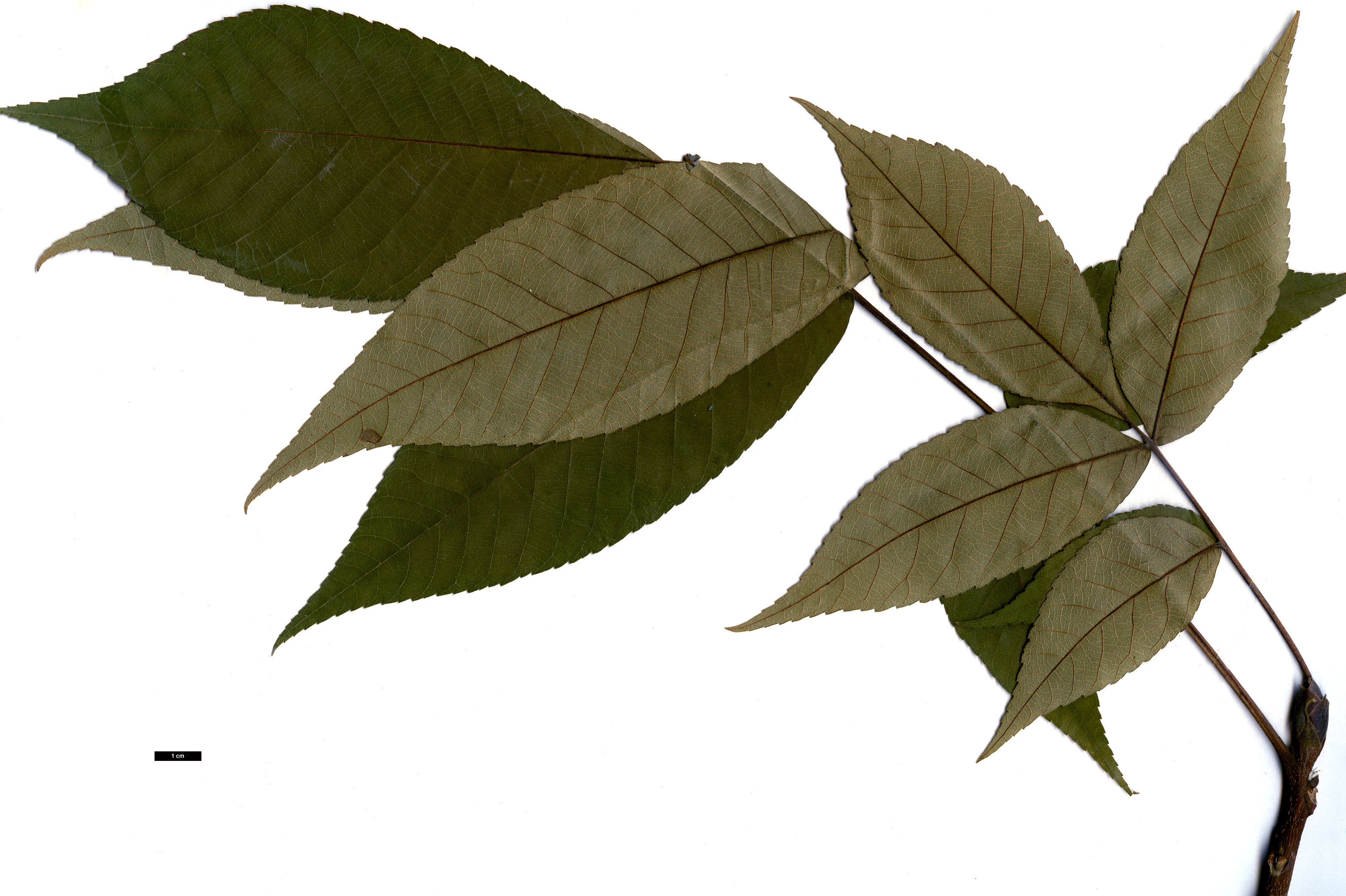 High resolution image: Family: Juglandaceae - Genus: Carya - Taxon: laciniosa