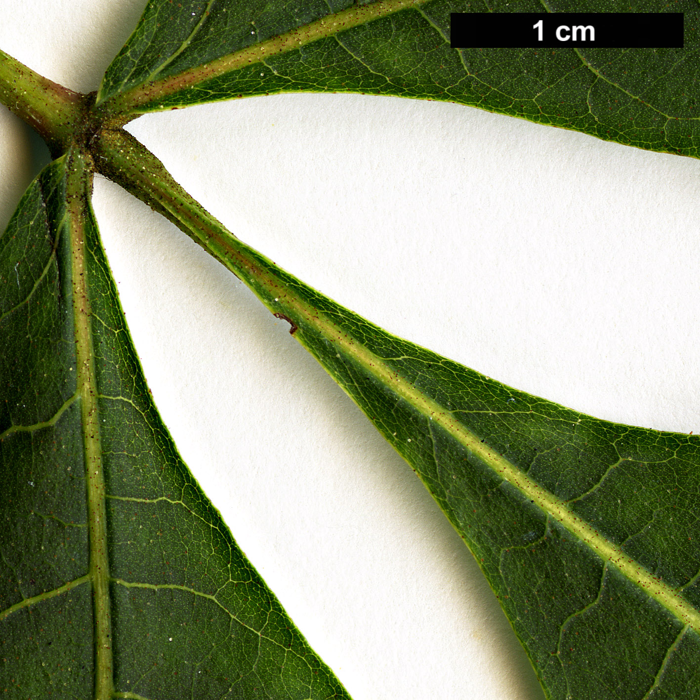 High resolution image: Family: Juglandaceae - Genus: Carya - Taxon: texana