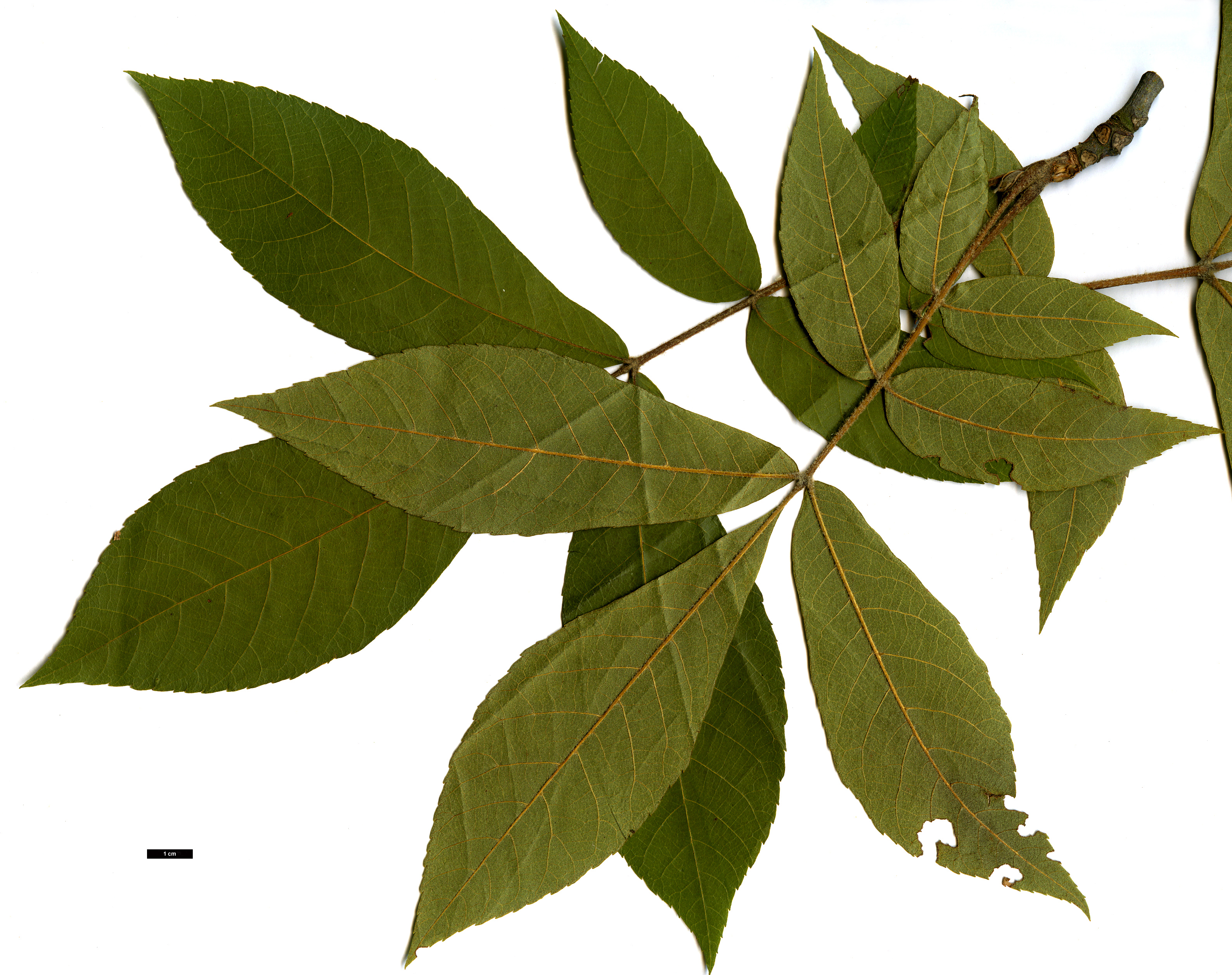 High resolution image: Family: Juglandaceae - Genus: Carya - Taxon: tomentosa