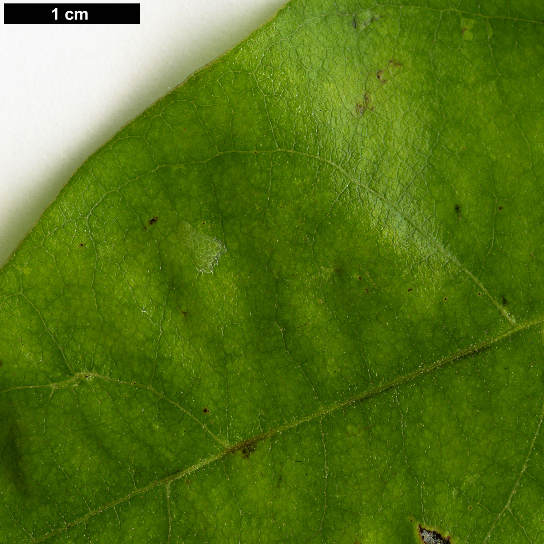 High resolution image: Family: Juglandaceae - Genus: Engelhardia - Taxon: roxburghiana