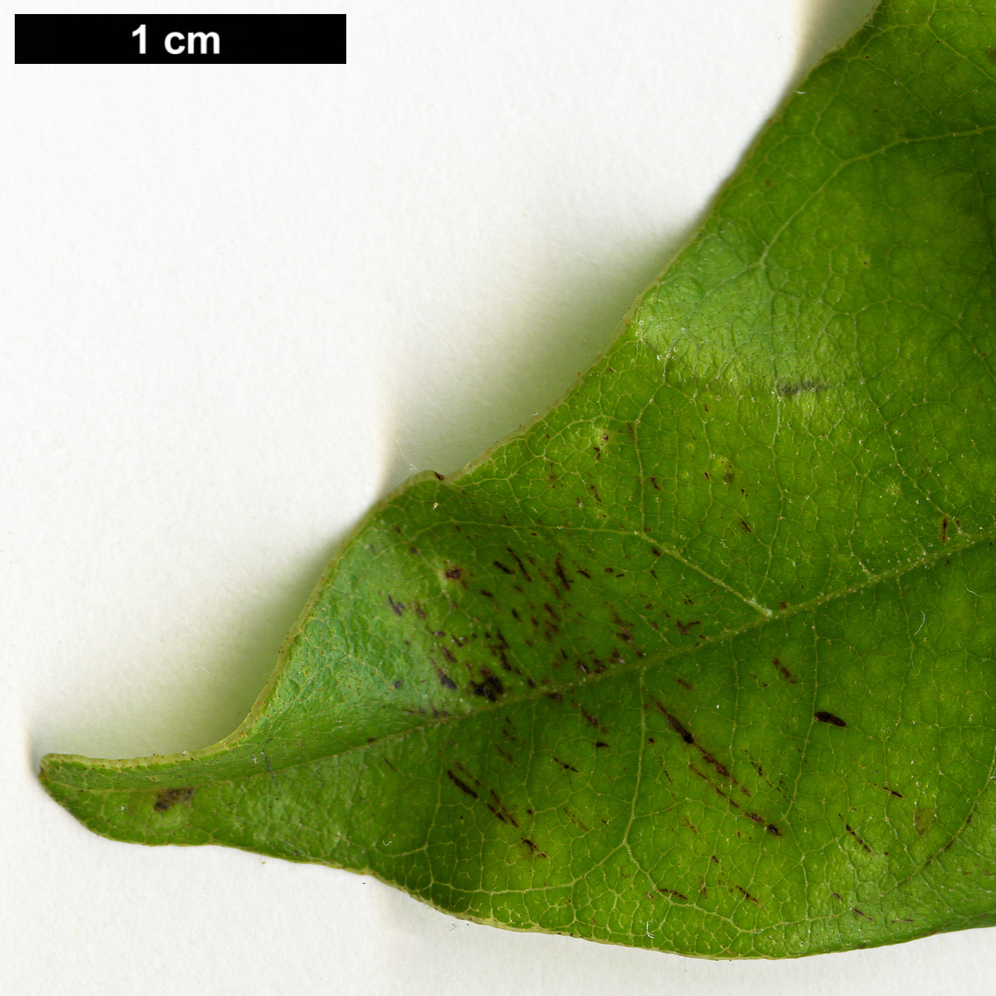 High resolution image: Family: Juglandaceae - Genus: Engelhardia - Taxon: roxburghiana