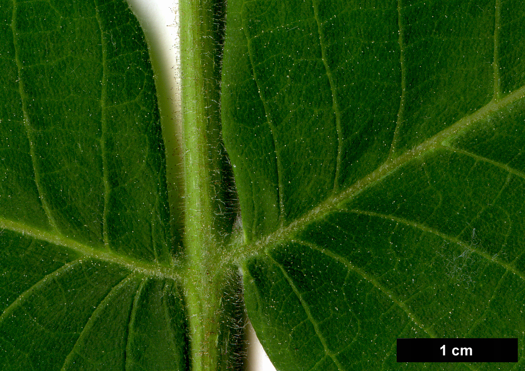 High resolution image: Family: Juglandaceae - Genus: Juglans - Taxon: ailanthifolia