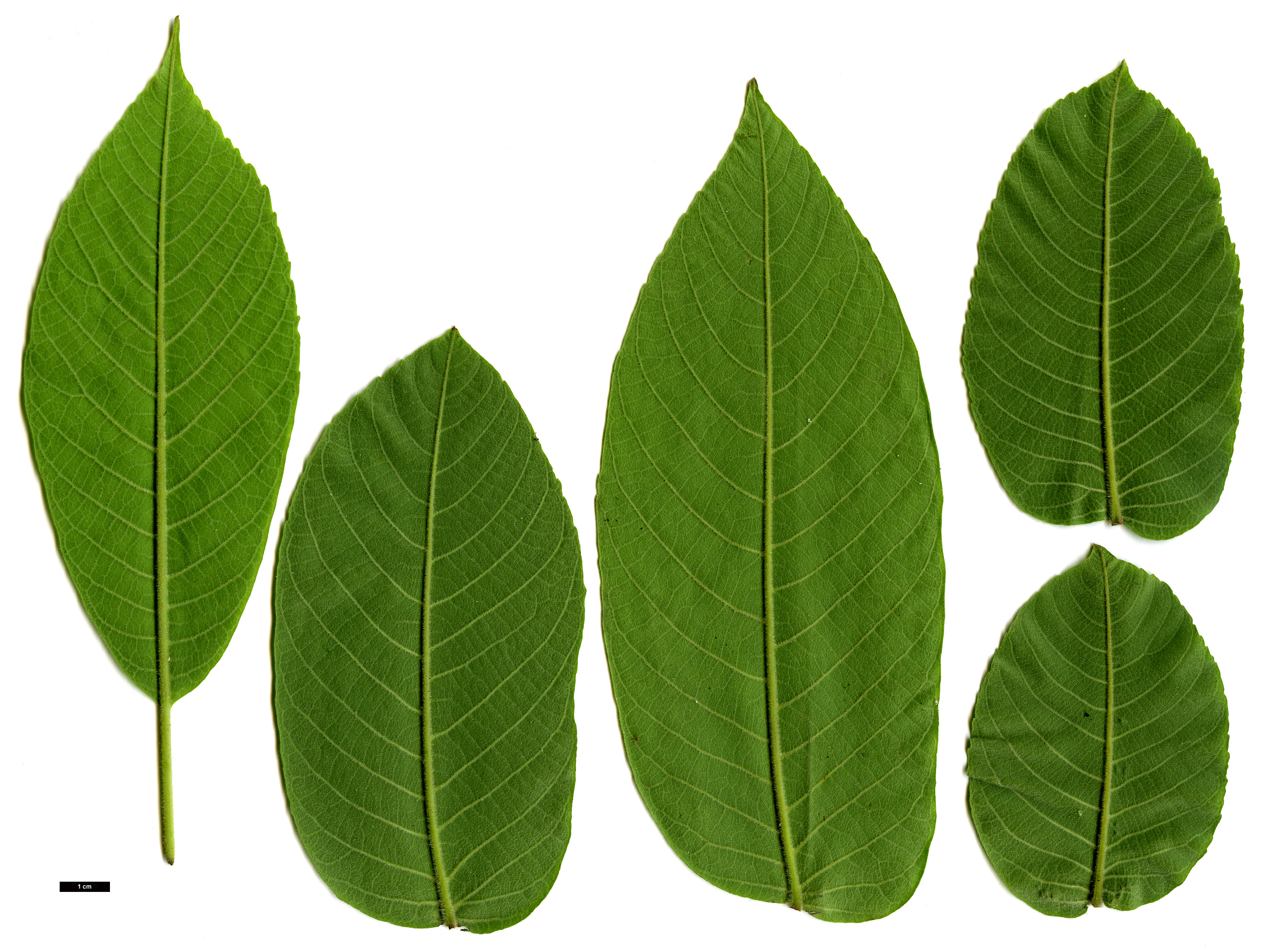 High resolution image: Family: Juglandaceae - Genus: Juglans - Taxon: ailanthifolia