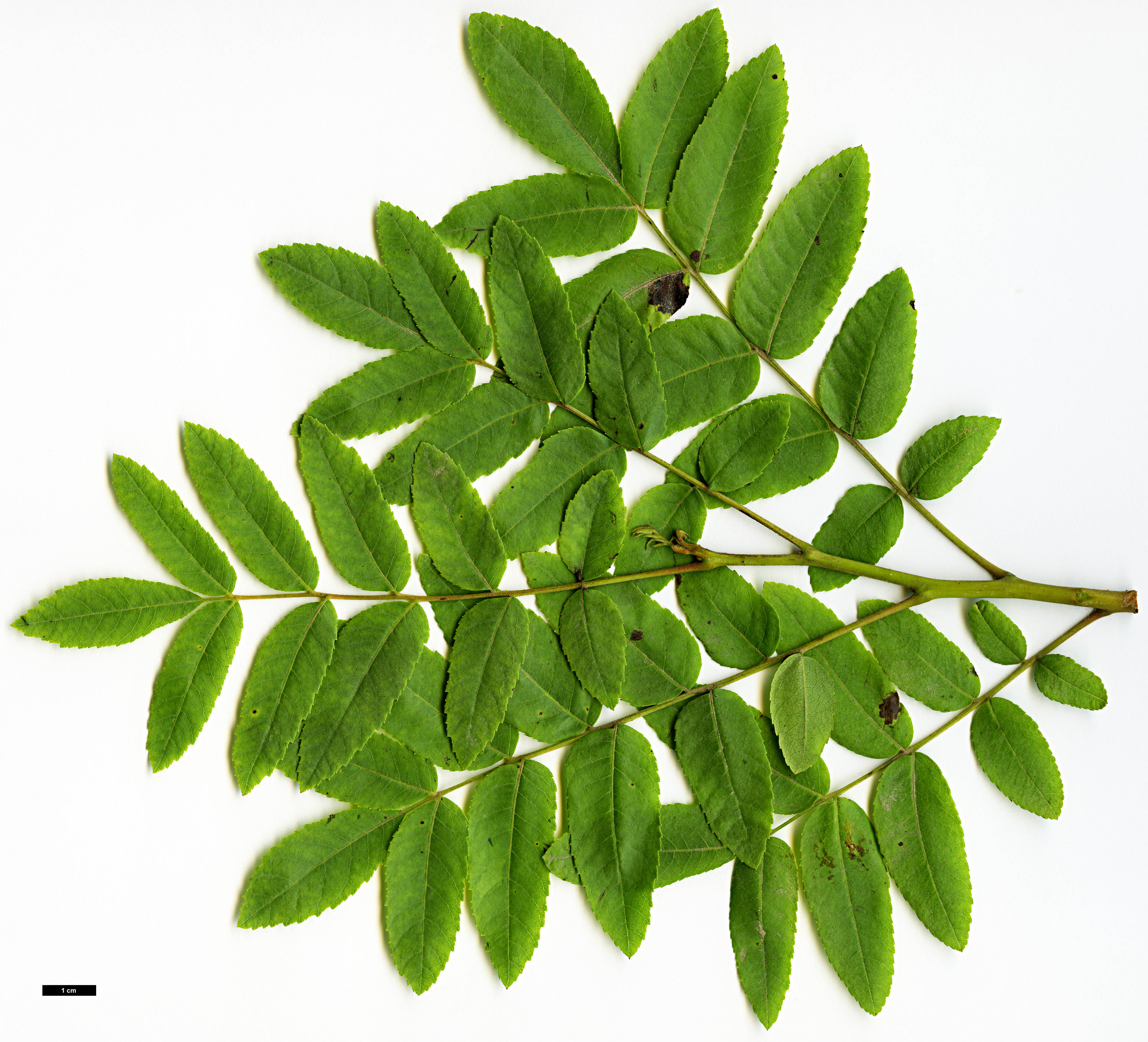 High resolution image: Family: Juglandaceae - Genus: Juglans - Taxon: californica