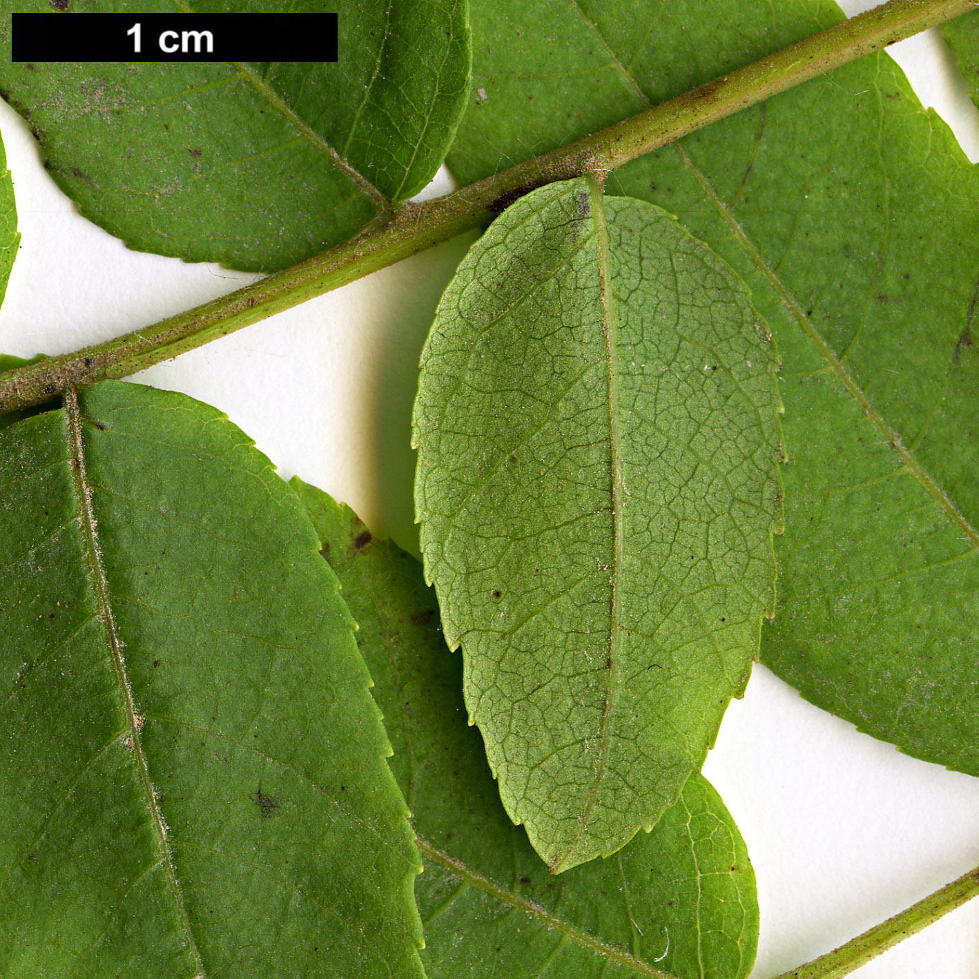 High resolution image: Family: Juglandaceae - Genus: Juglans - Taxon: californica