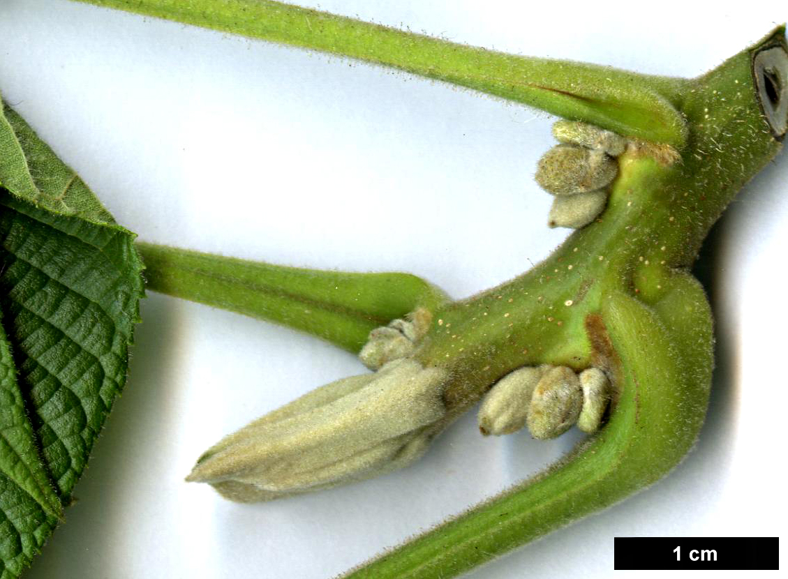 High resolution image: Family: Juglandaceae - Genus: Juglans - Taxon: cinerea