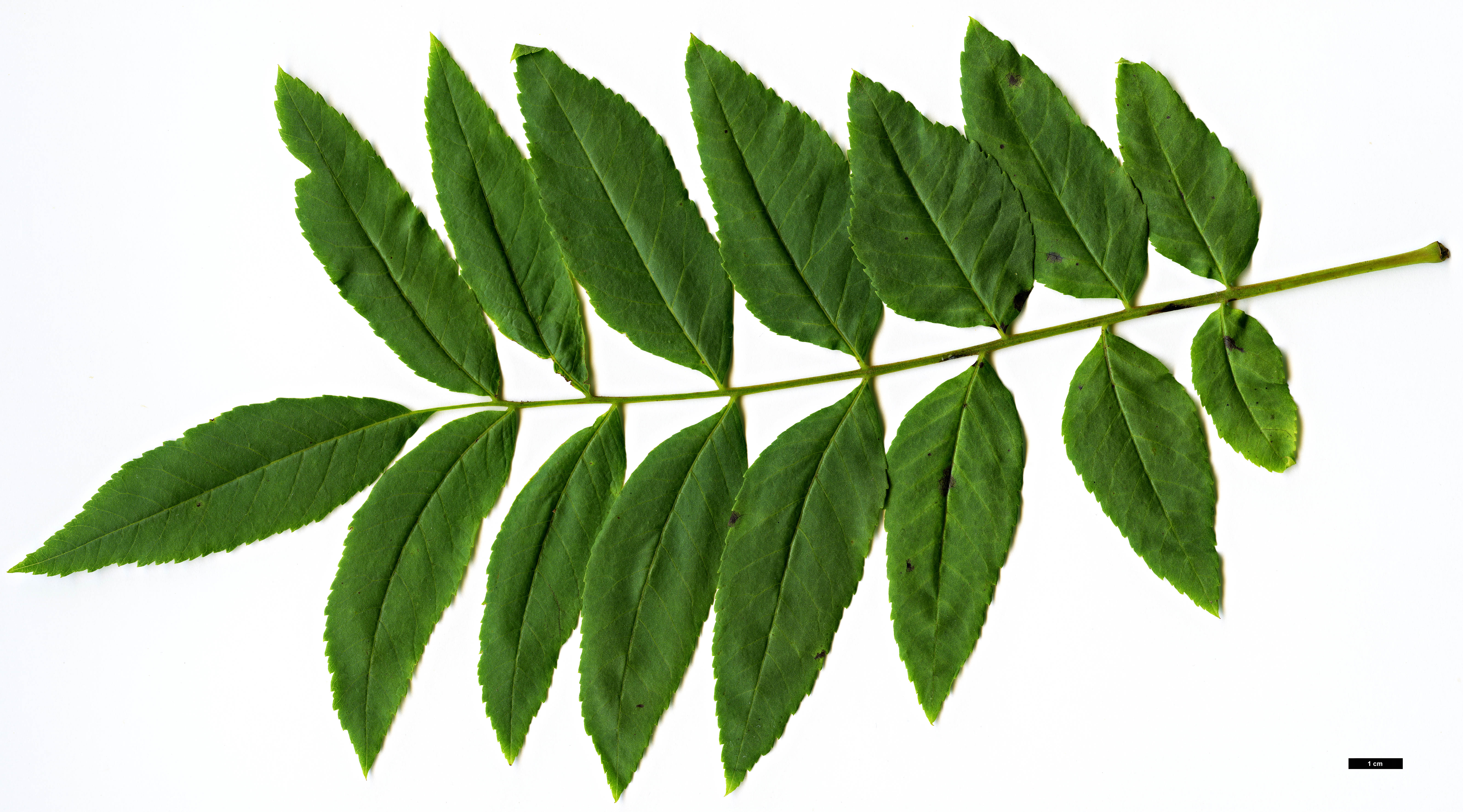 High resolution image: Family: Juglandaceae - Genus: Juglans - Taxon: hindsii