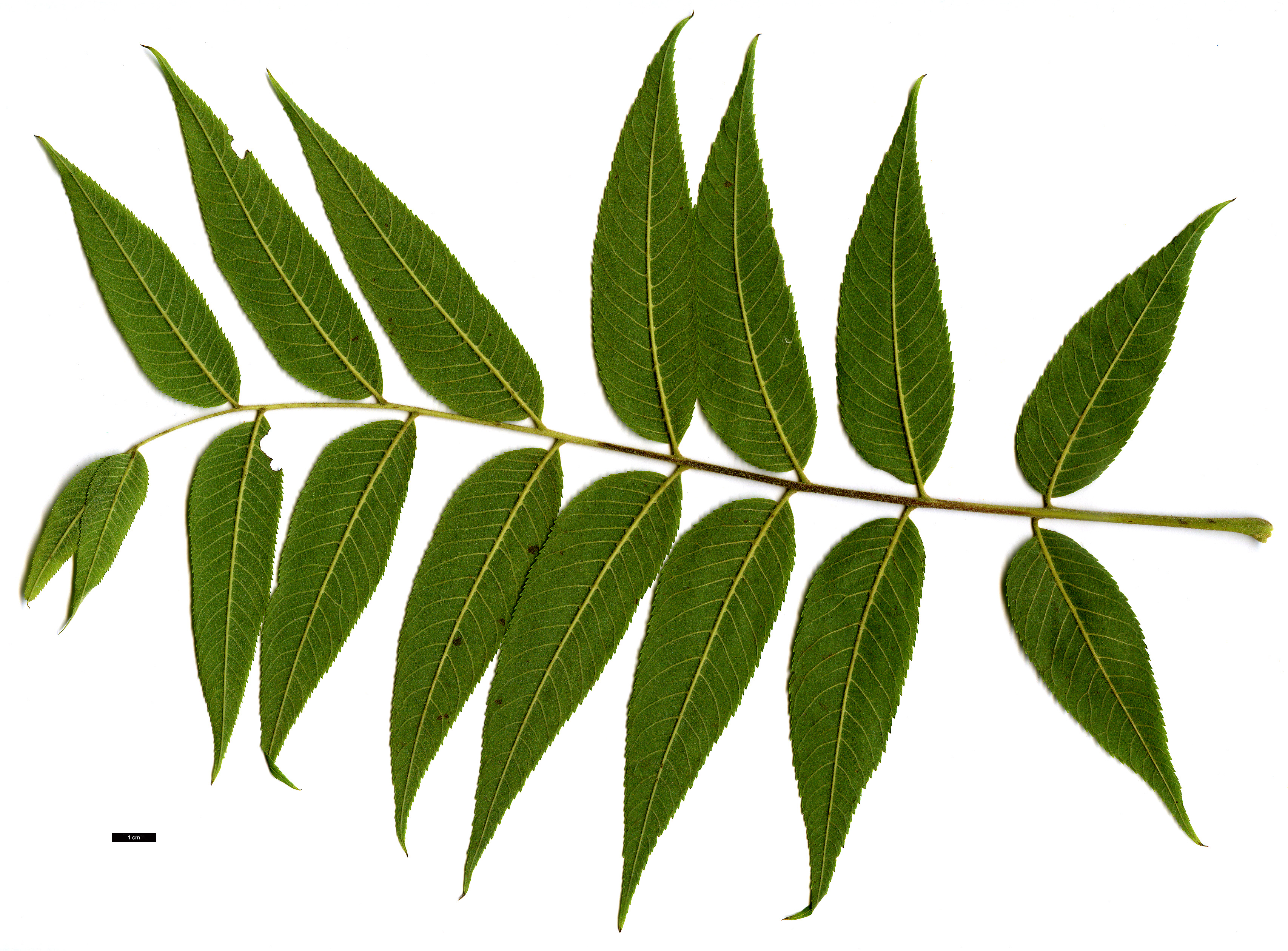 High resolution image: Family: Juglandaceae - Genus: Juglans - Taxon: major