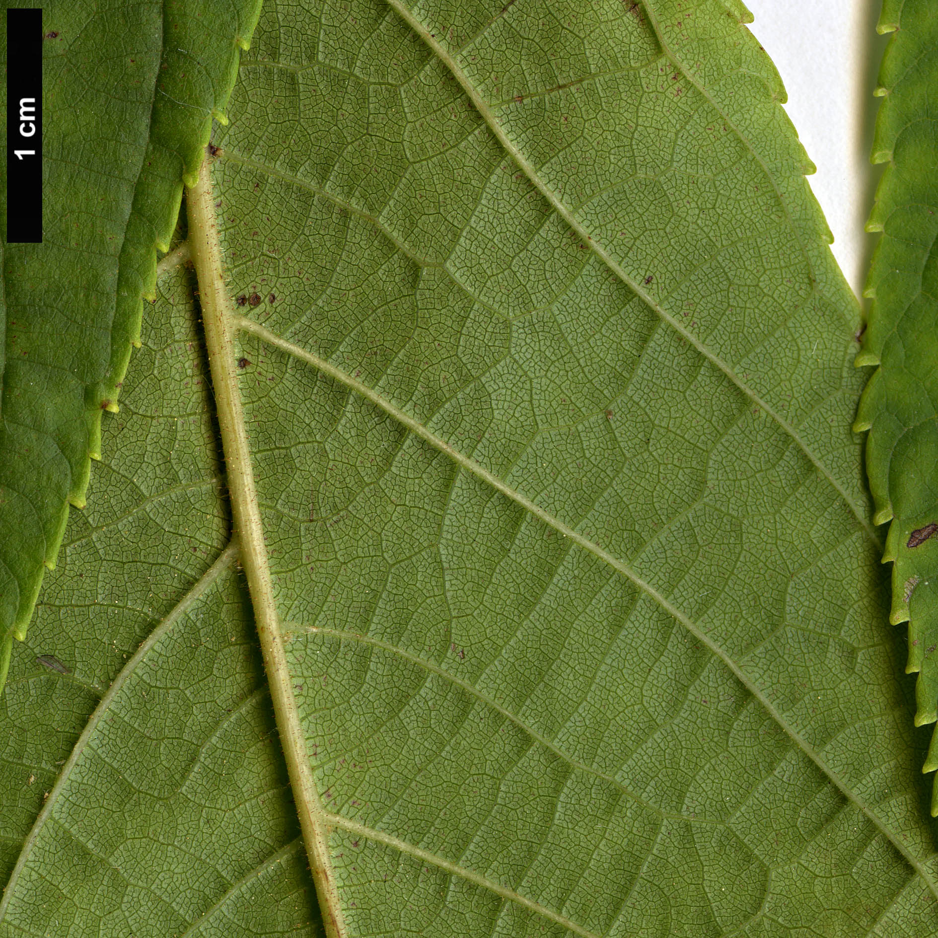 High resolution image: Family: Juglandaceae - Genus: Juglans - Taxon: neotropica