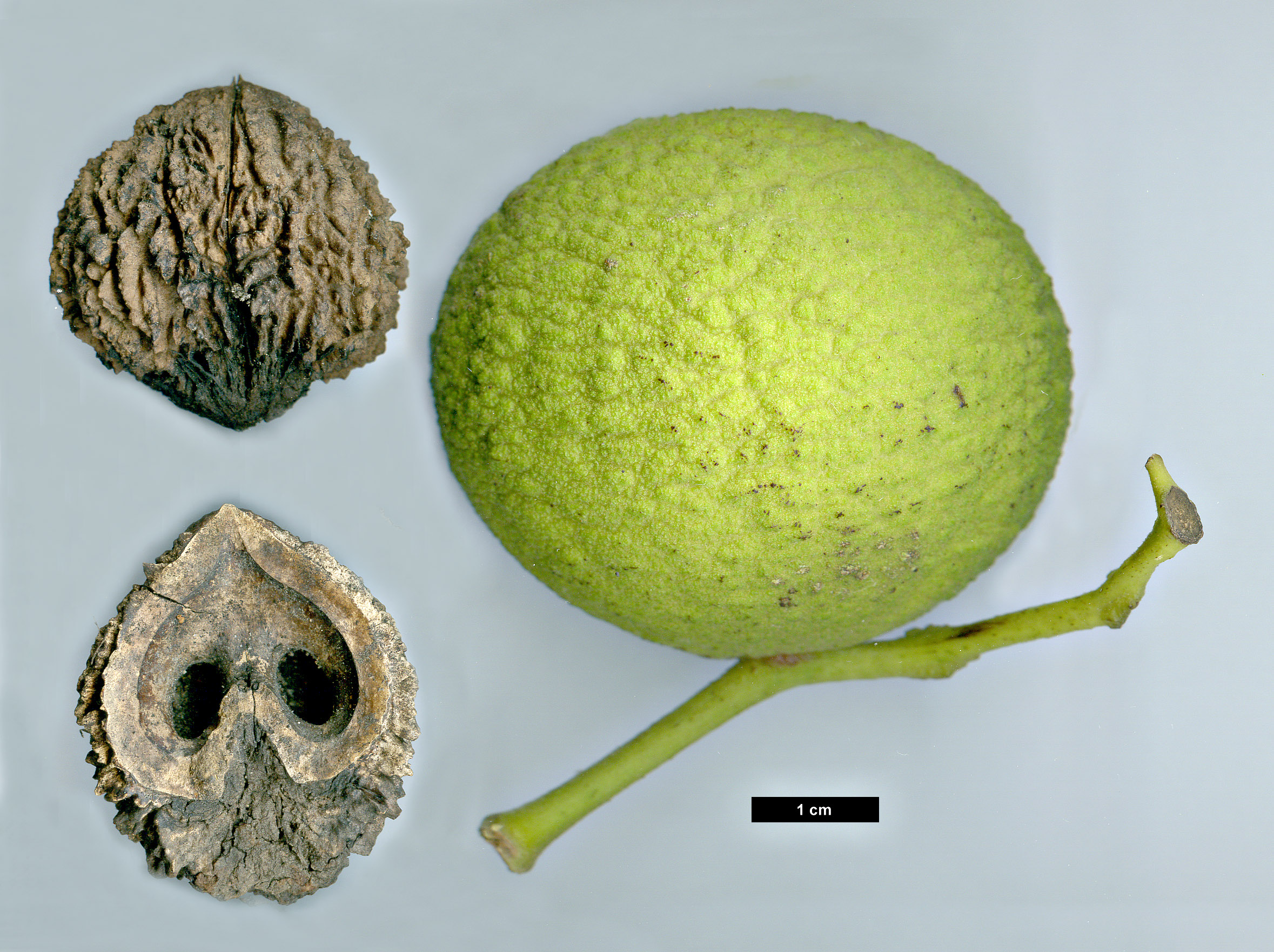 High resolution image: Family: Juglandaceae - Genus: Juglans - Taxon: nigra