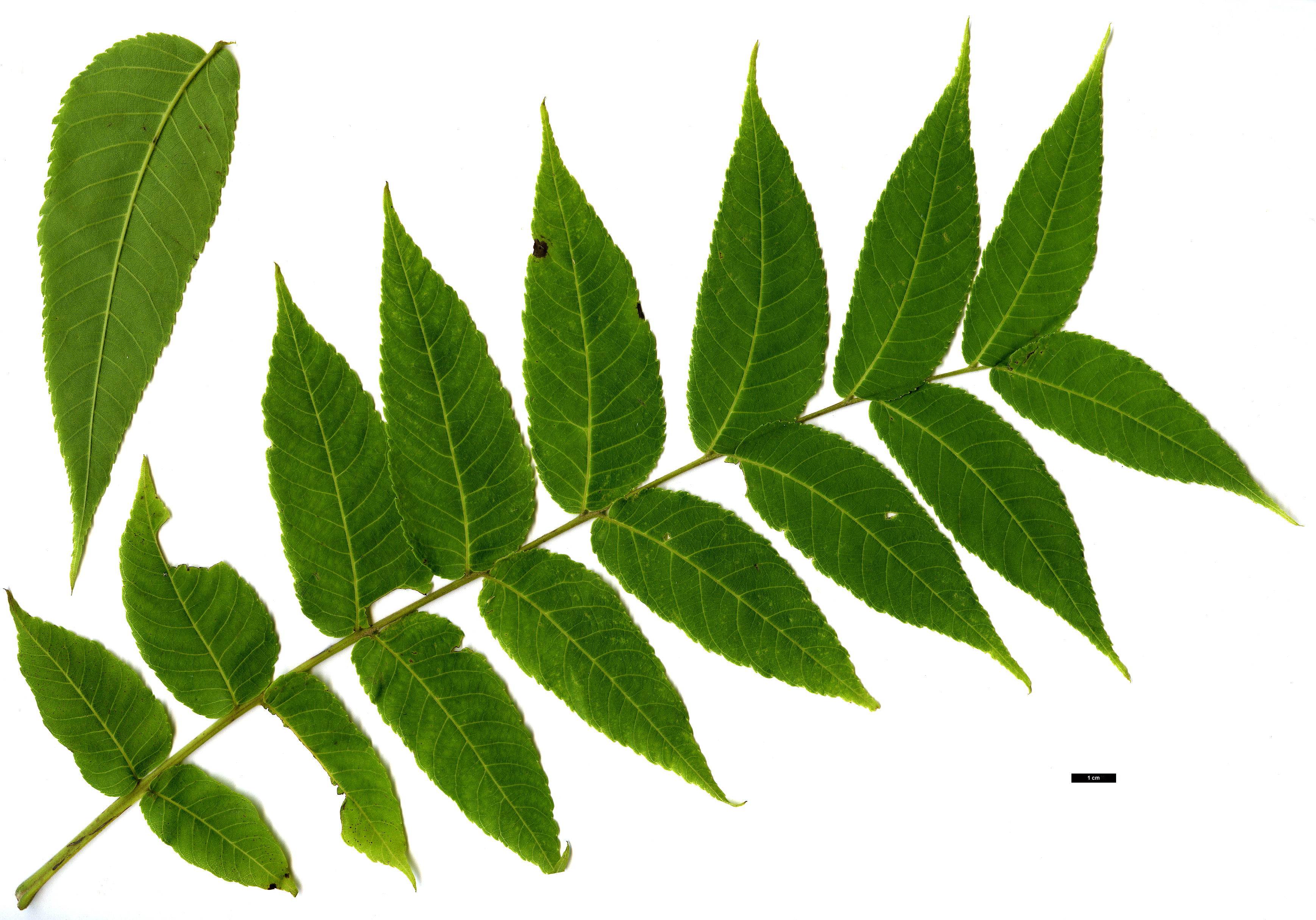 High resolution image: Family: Juglandaceae - Genus: Juglans - Taxon: nigra