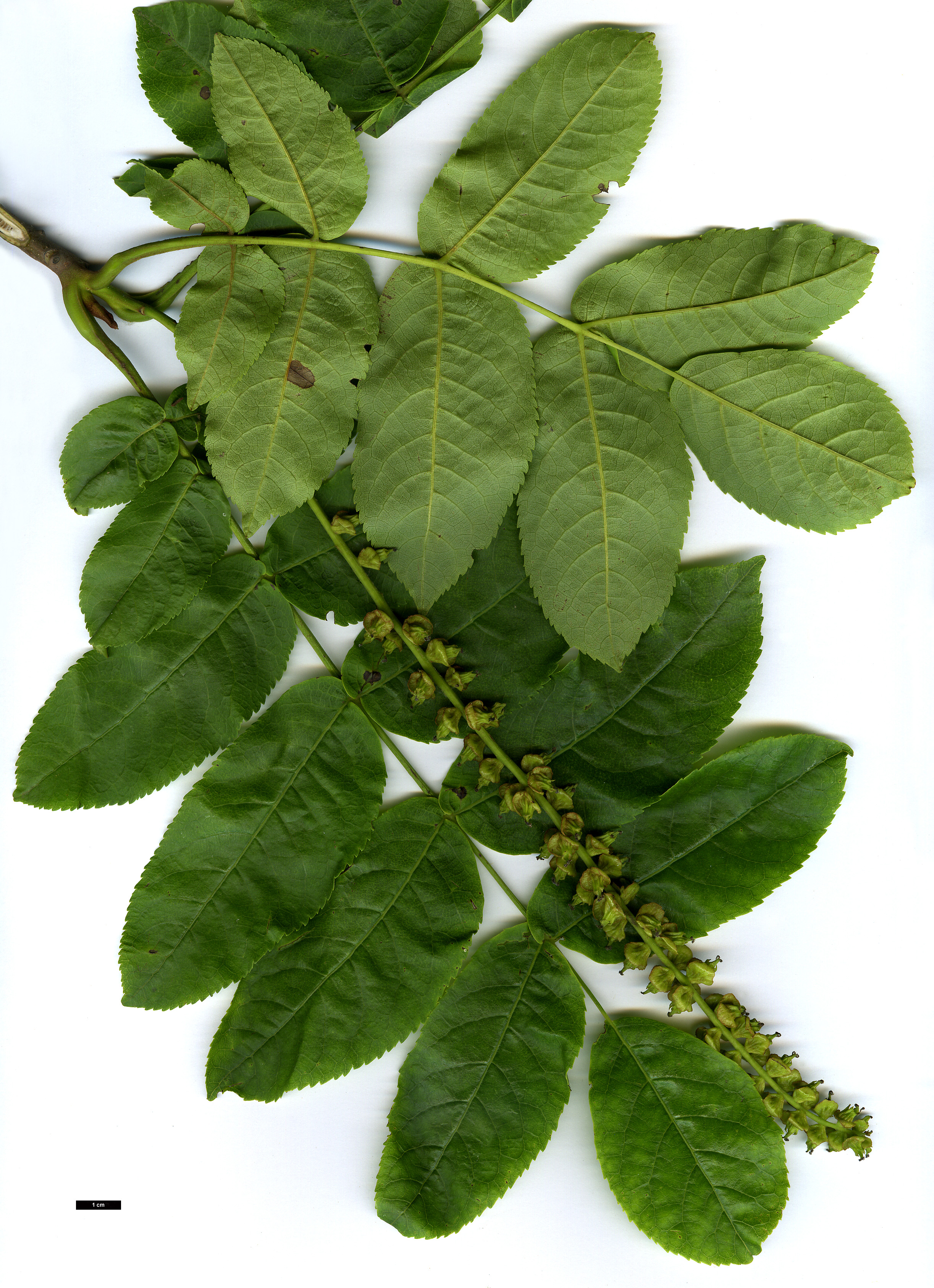 High resolution image: Family: Juglandaceae - Genus: Pterocarya - Taxon: fraxinifolia