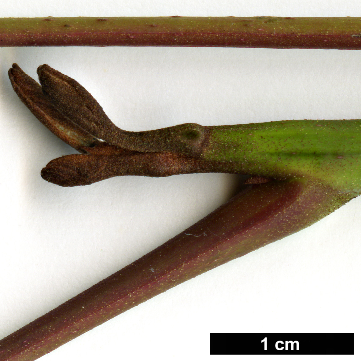 High resolution image: Family: Juglandaceae - Genus: Pterocarya - Taxon: hupehensis