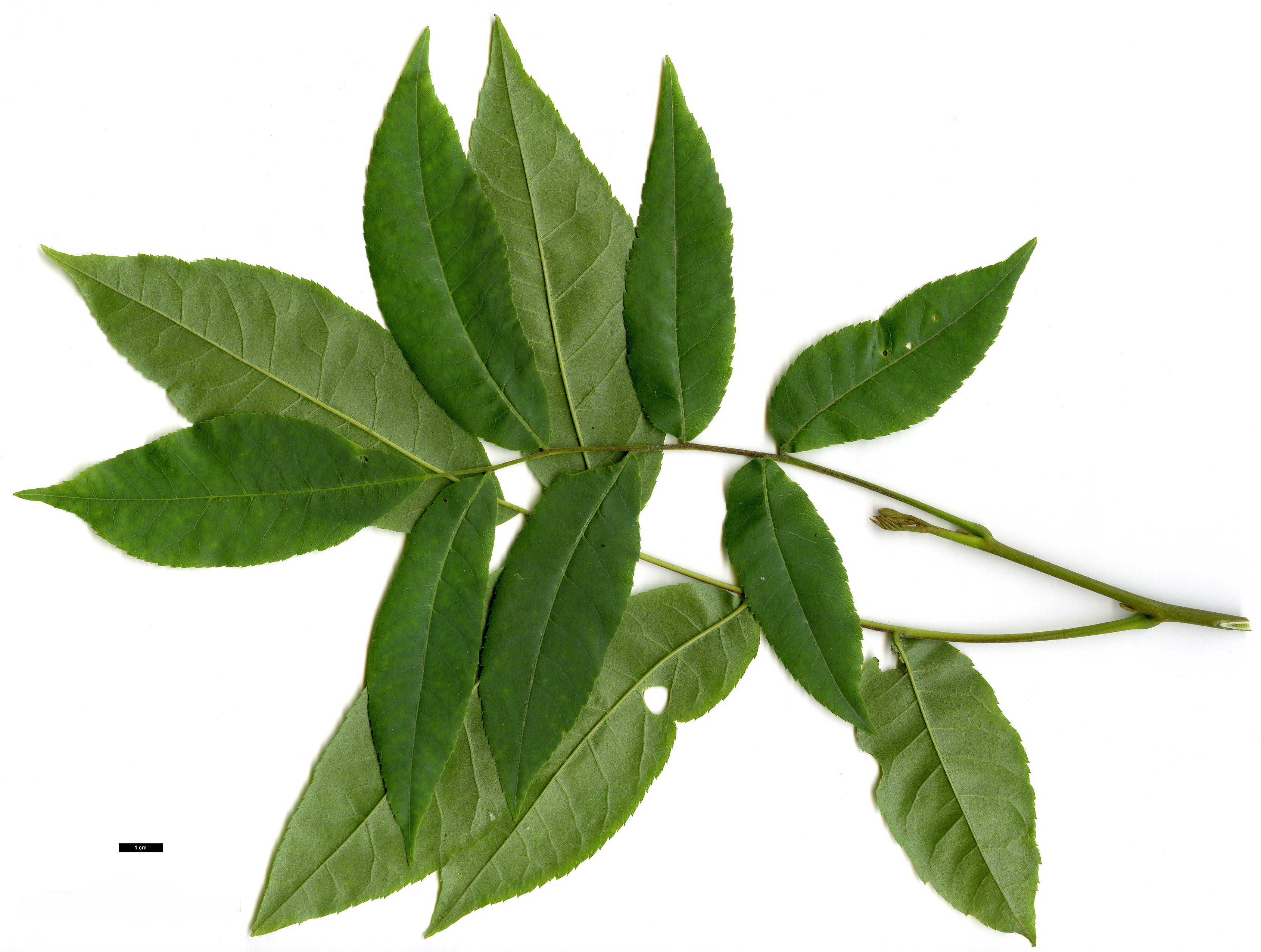 High resolution image: Family: Juglandaceae - Genus: Pterocarya - Taxon: hupehensis