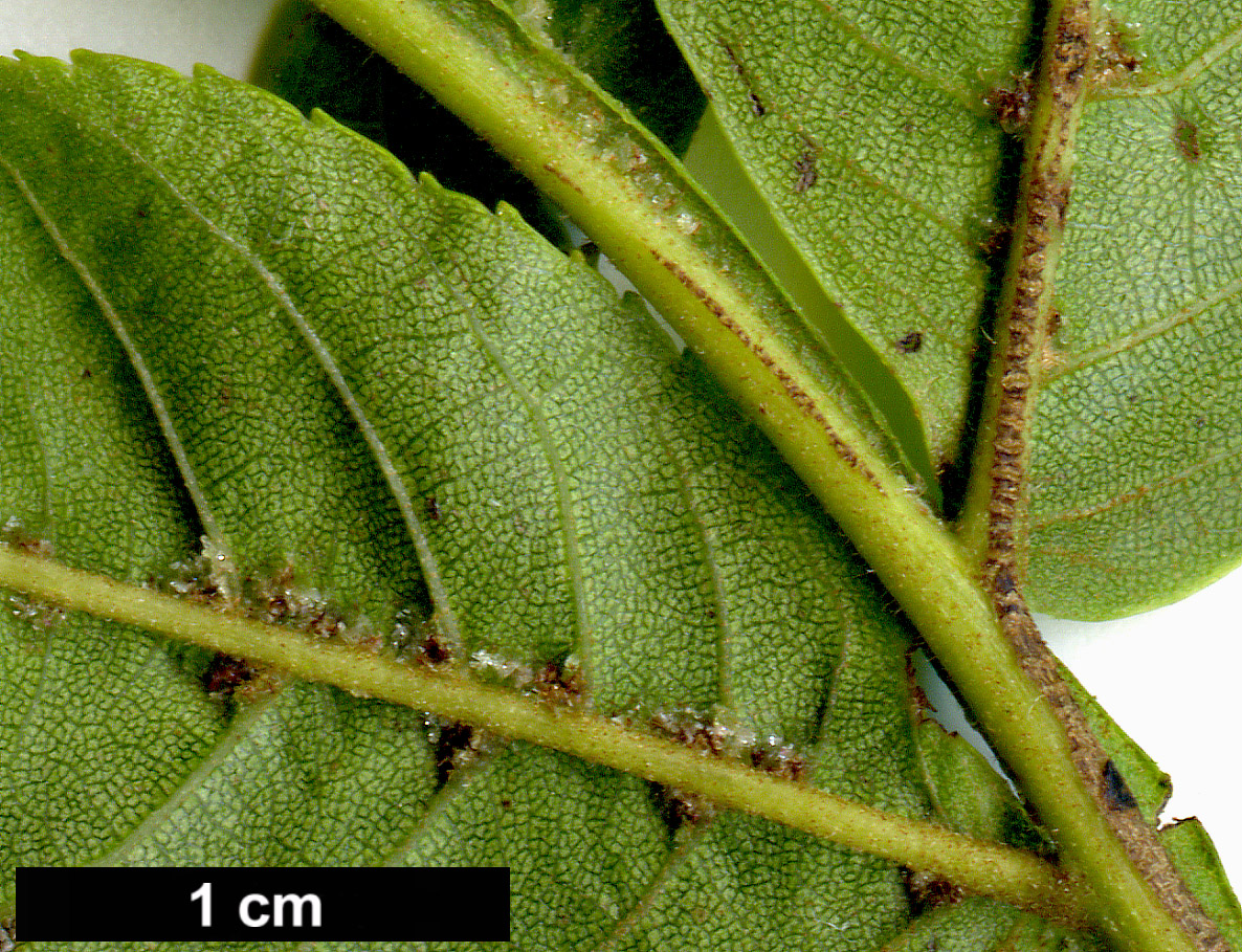 High resolution image: Family: Juglandaceae - Genus: Pterocarya - Taxon: stenoptera
