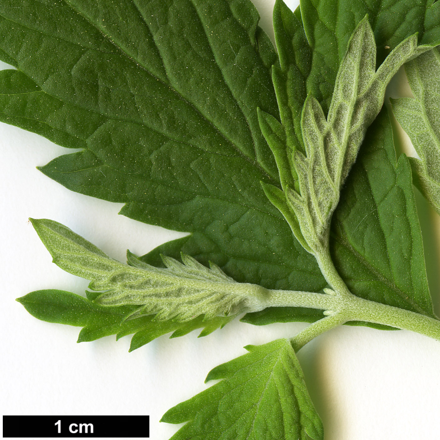 High resolution image: Family: Lamiaceae - Genus: Caryopteris - Taxon: incana