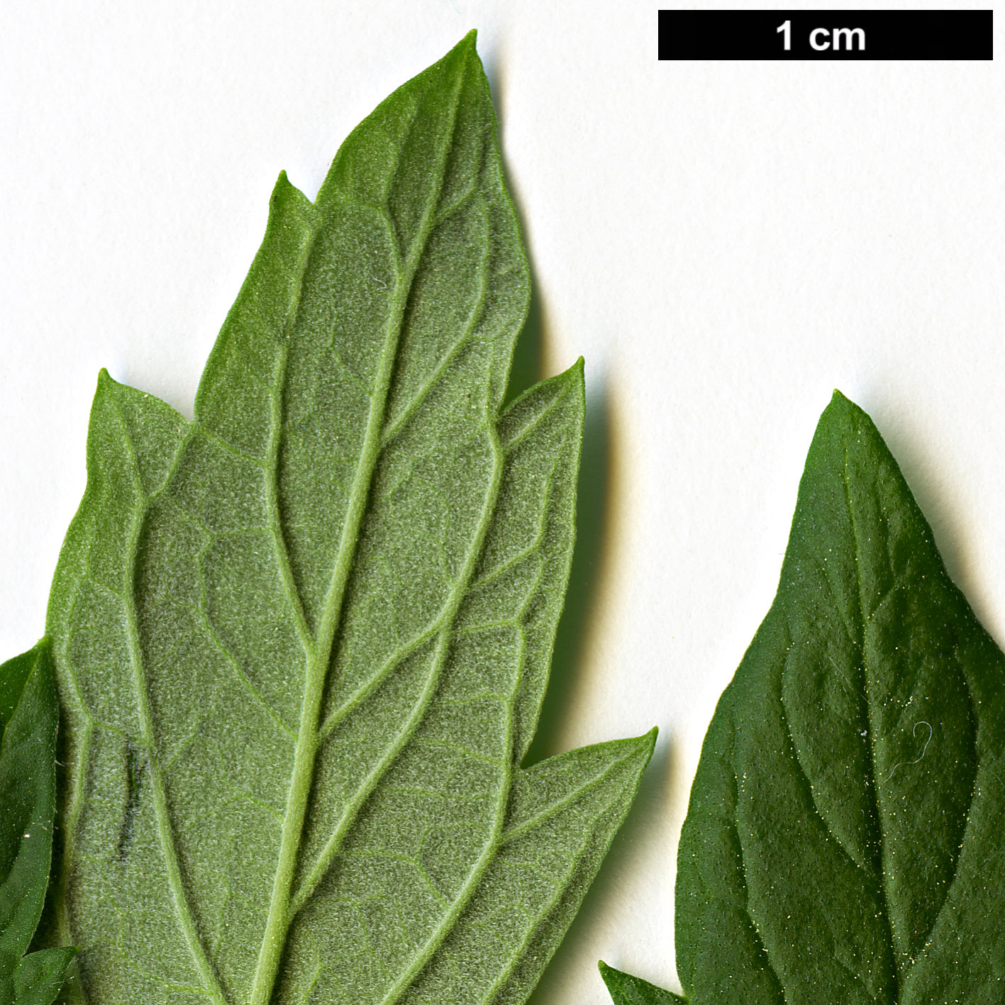 High resolution image: Family: Lamiaceae - Genus: Caryopteris - Taxon: incana