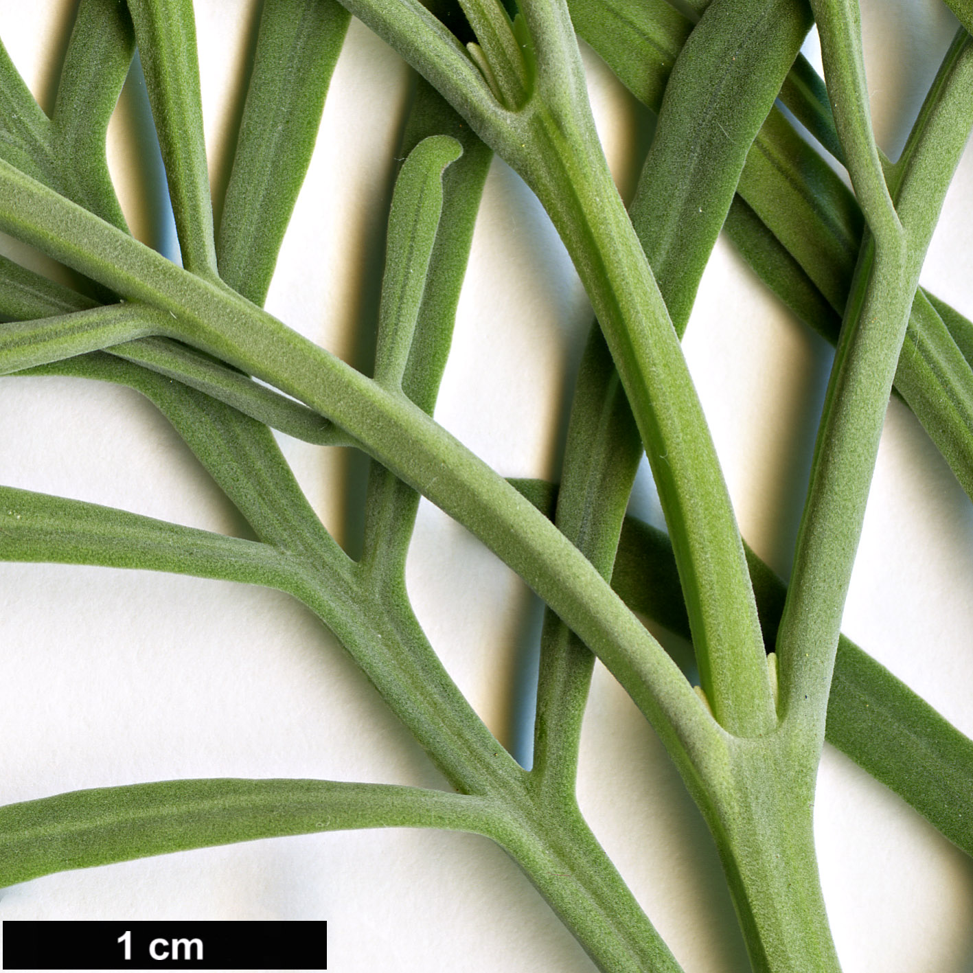 High resolution image: Family: Lamiaceae - Genus: Lavandula - Taxon: buchii