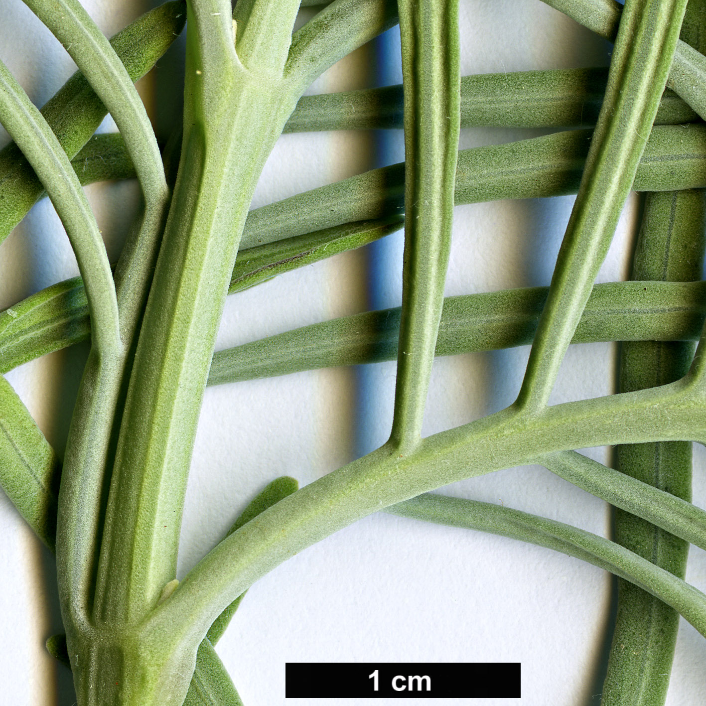 High resolution image: Family: Lamiaceae - Genus: Lavandula - Taxon: canariensis