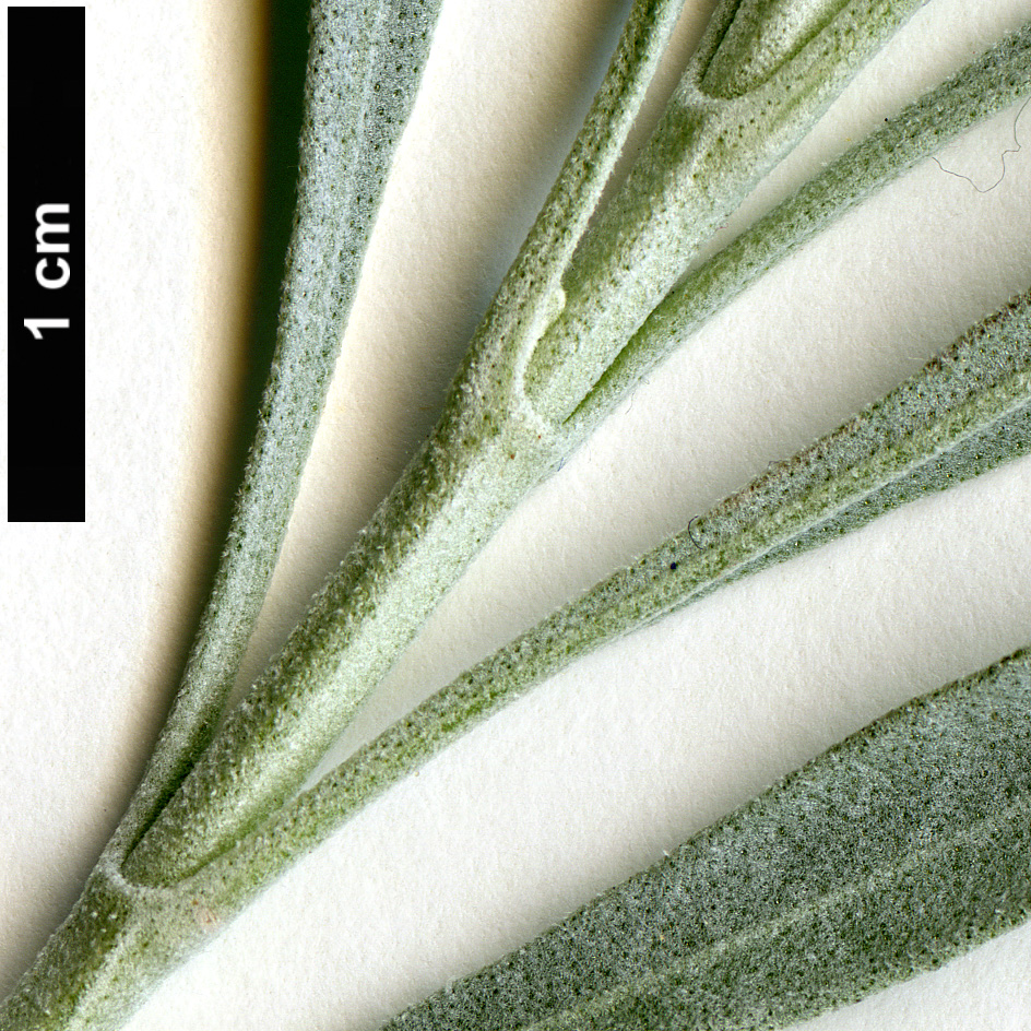 High resolution image: Family: Lamiaceae - Genus: Lavandula - Taxon: latifolia