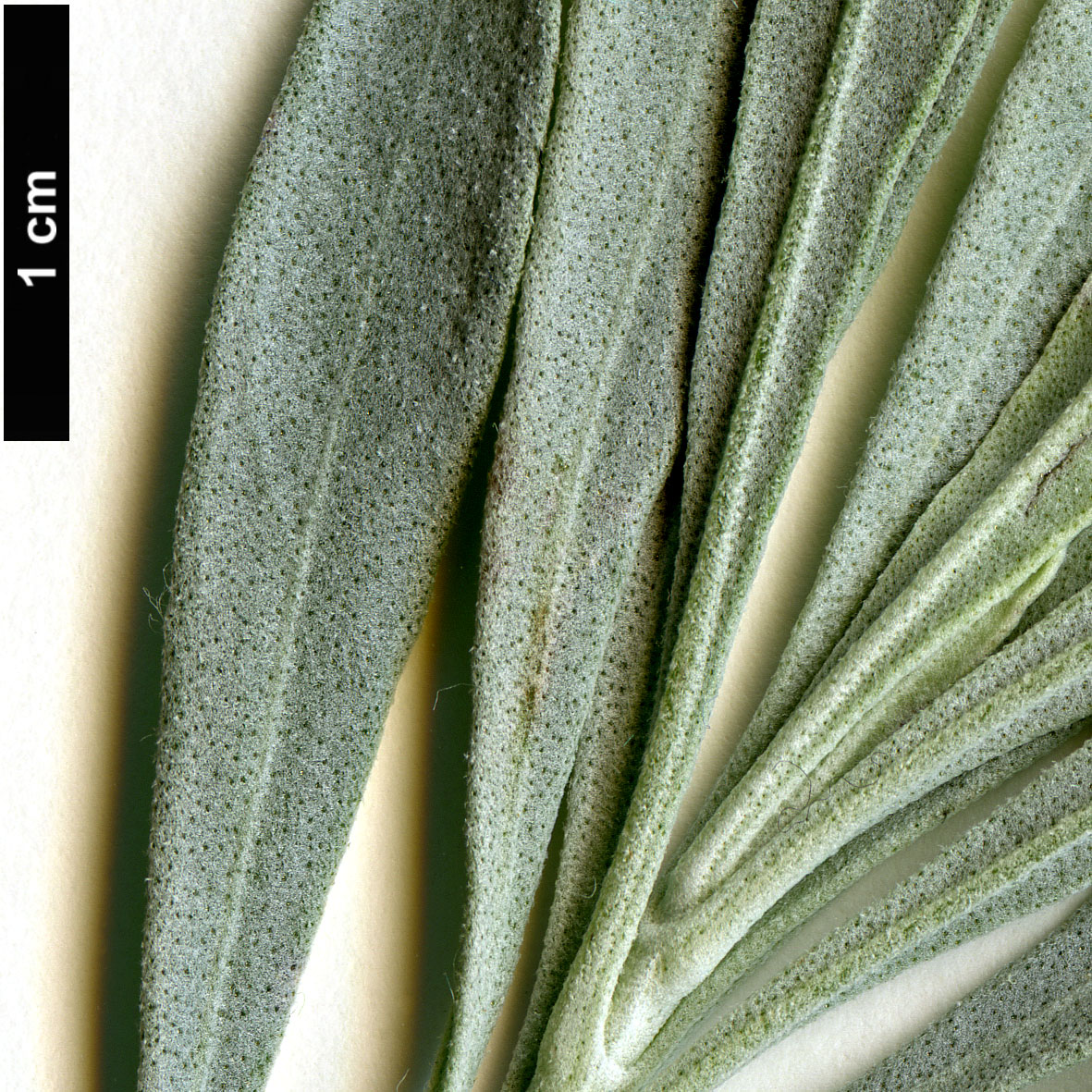 High resolution image: Family: Lamiaceae - Genus: Lavandula - Taxon: latifolia