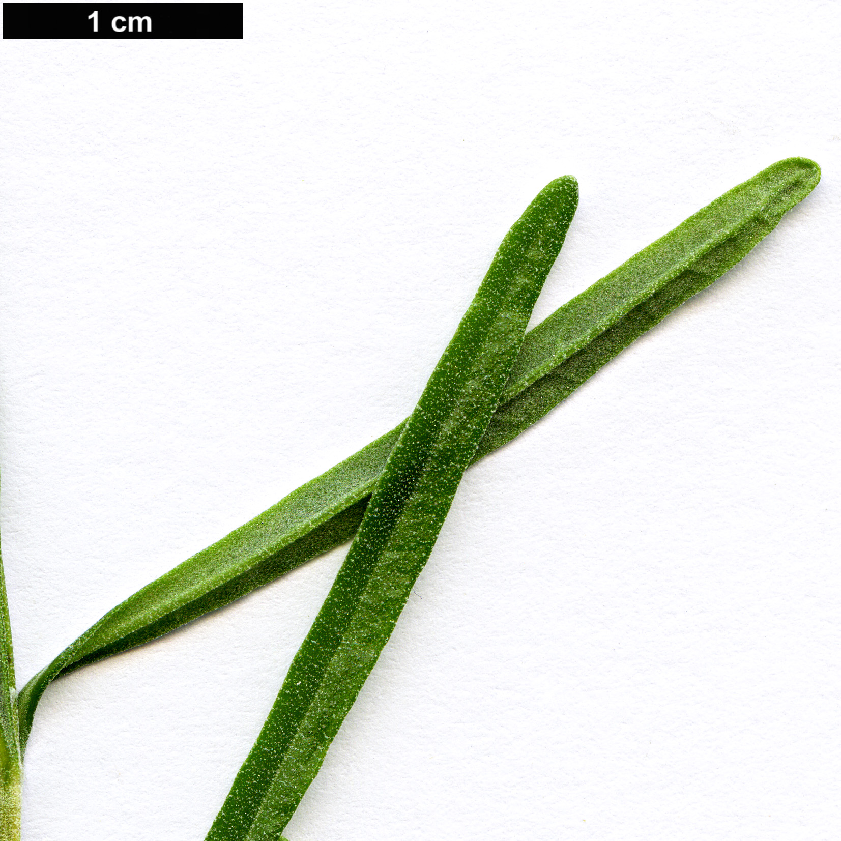 High resolution image: Family: Lamiaceae - Genus: Lavandula - Taxon: pedunculata