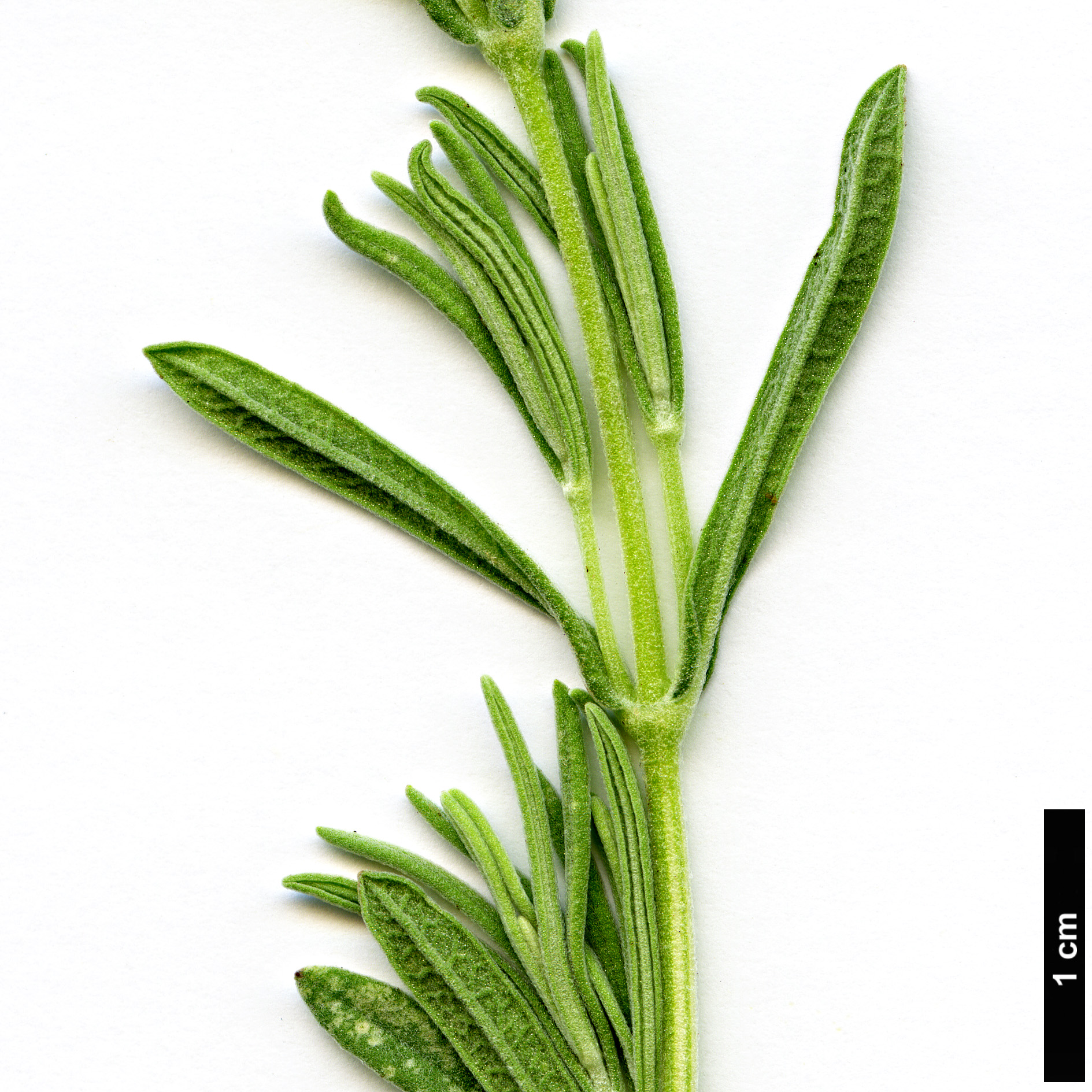 High resolution image: Family: Lamiaceae - Genus: Lavandula - Taxon: stoechas