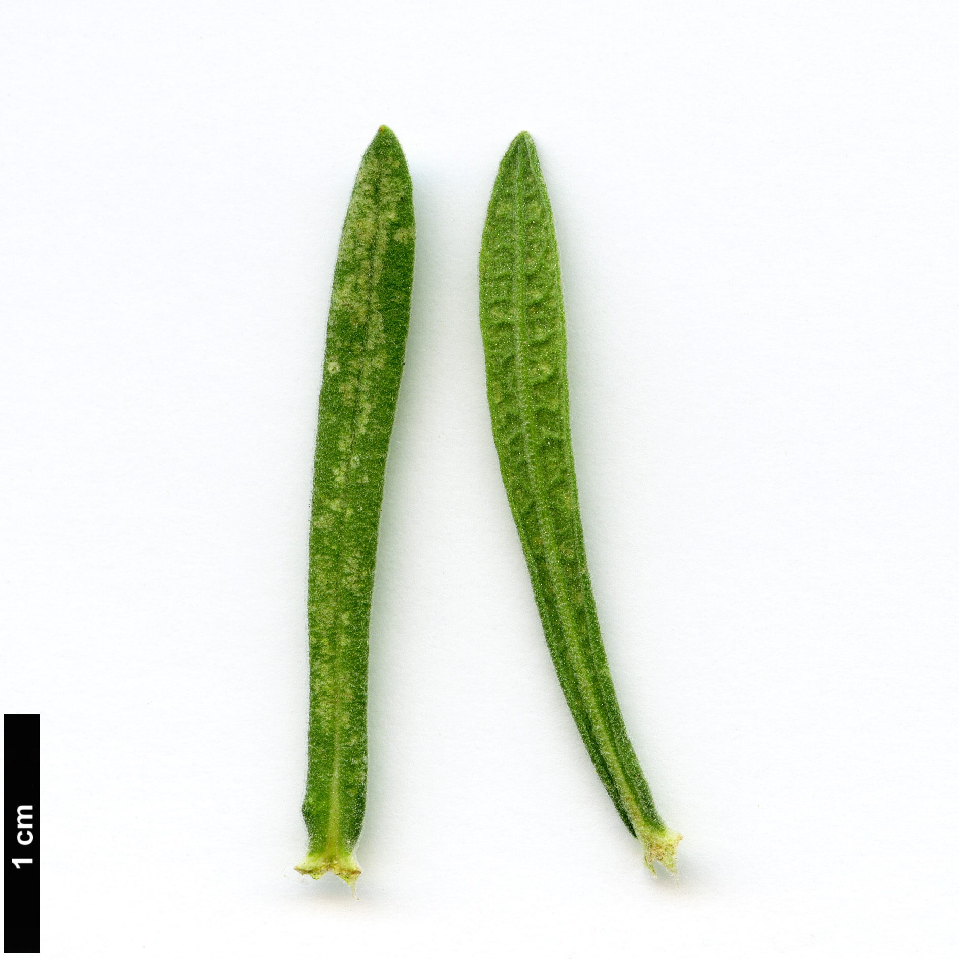 High resolution image: Family: Lamiaceae - Genus: Lavandula - Taxon: stoechas