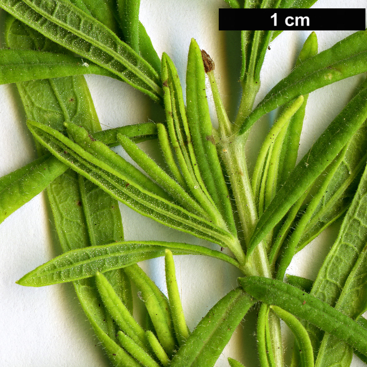 High resolution image: Family: Lamiaceae - Genus: Lavandula - Taxon: viridis