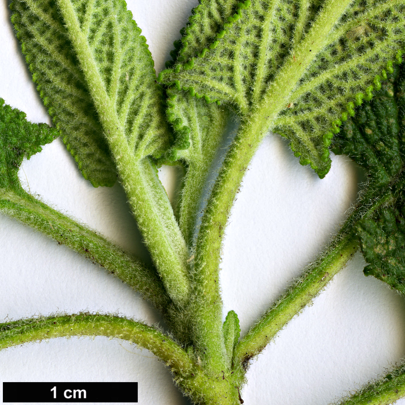High resolution image: Family: Lamiaceae - Genus: Lepechinia - Taxon: bella