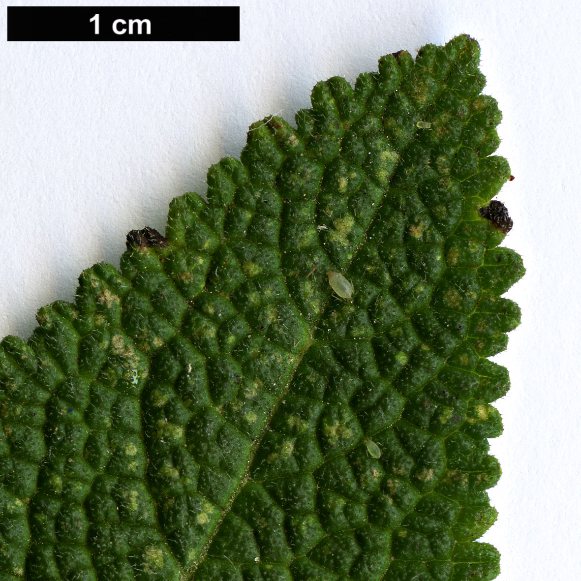 High resolution image: Family: Lamiaceae - Genus: Lepechinia - Taxon: bella