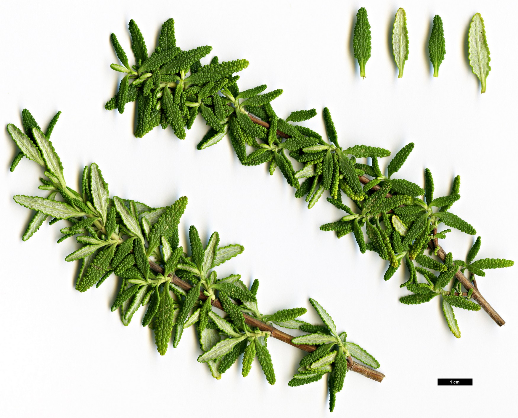 High resolution image: Family: Lamiaceae - Genus: Lepechinia - Taxon: chamaedryoides