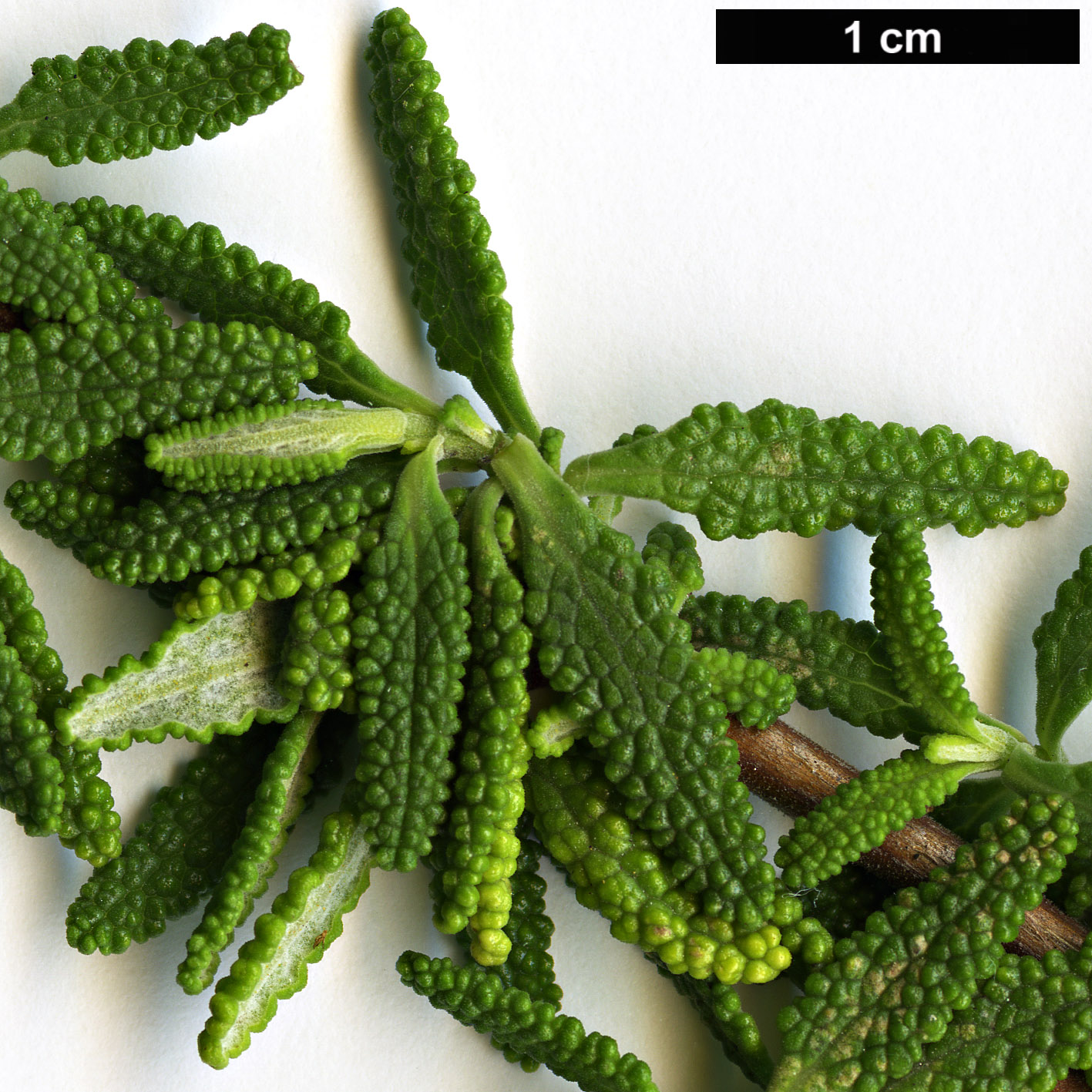 High resolution image: Family: Lamiaceae - Genus: Lepechinia - Taxon: chamaedryoides