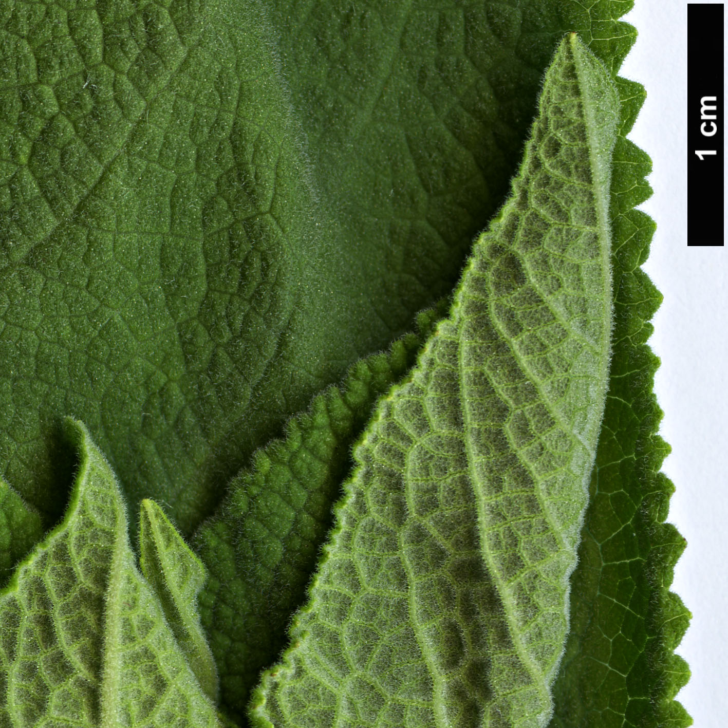High resolution image: Family: Lamiaceae - Genus: Lepechinia - Taxon: salviae