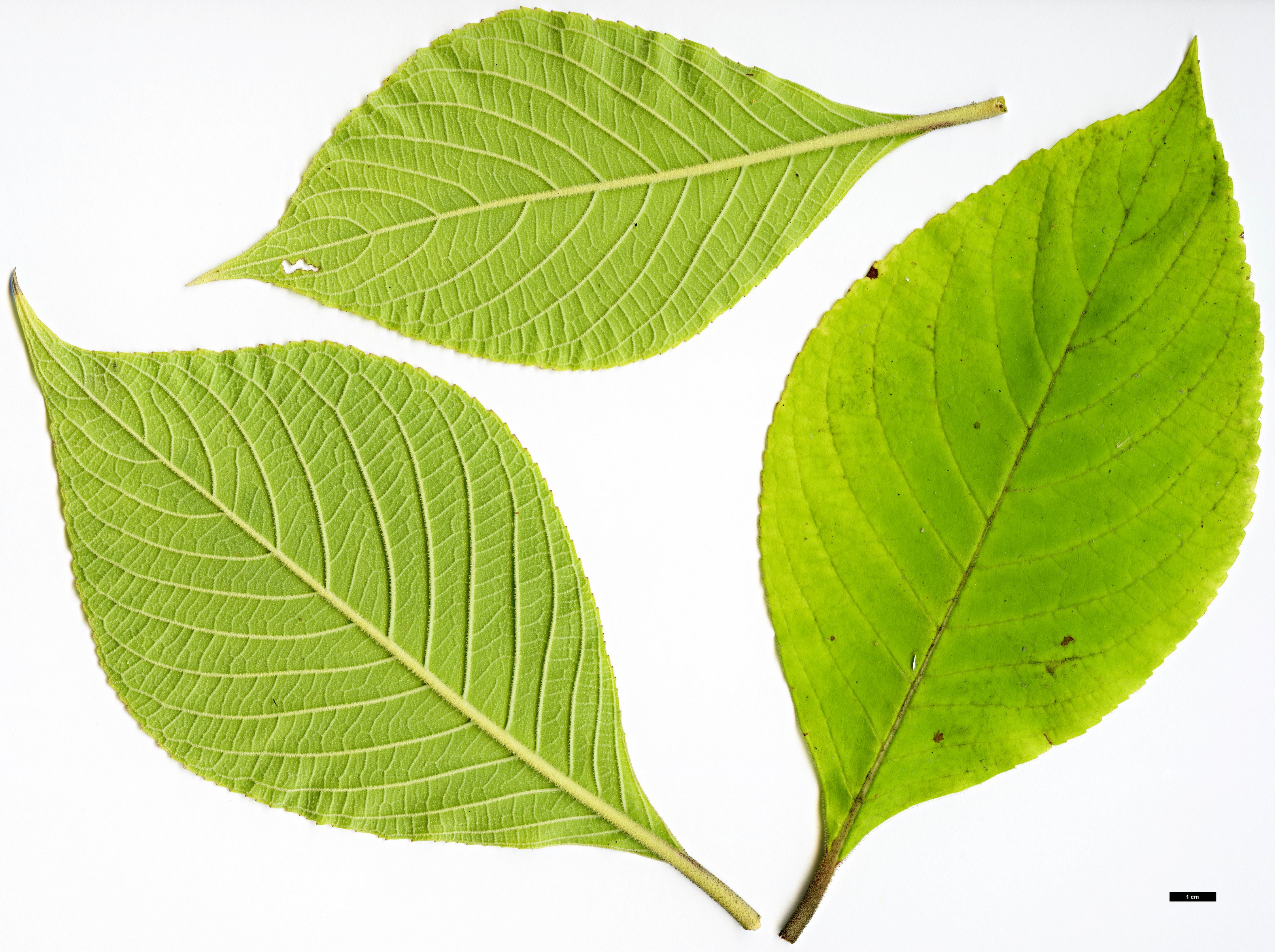 High resolution image: Family: Lamiaceae - Genus: Leucosceptrum - Taxon: canum