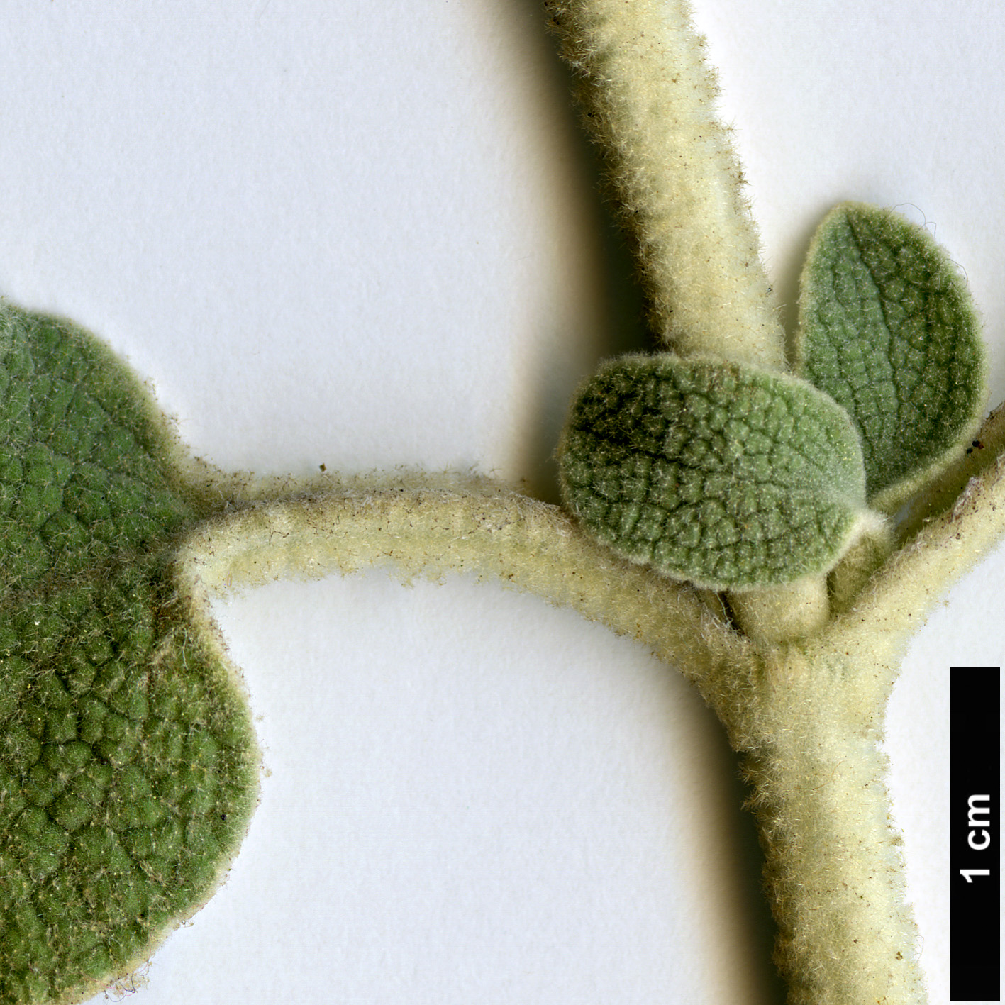 High resolution image: Family: Lamiaceae - Genus: Phlomis - Taxon: cretica