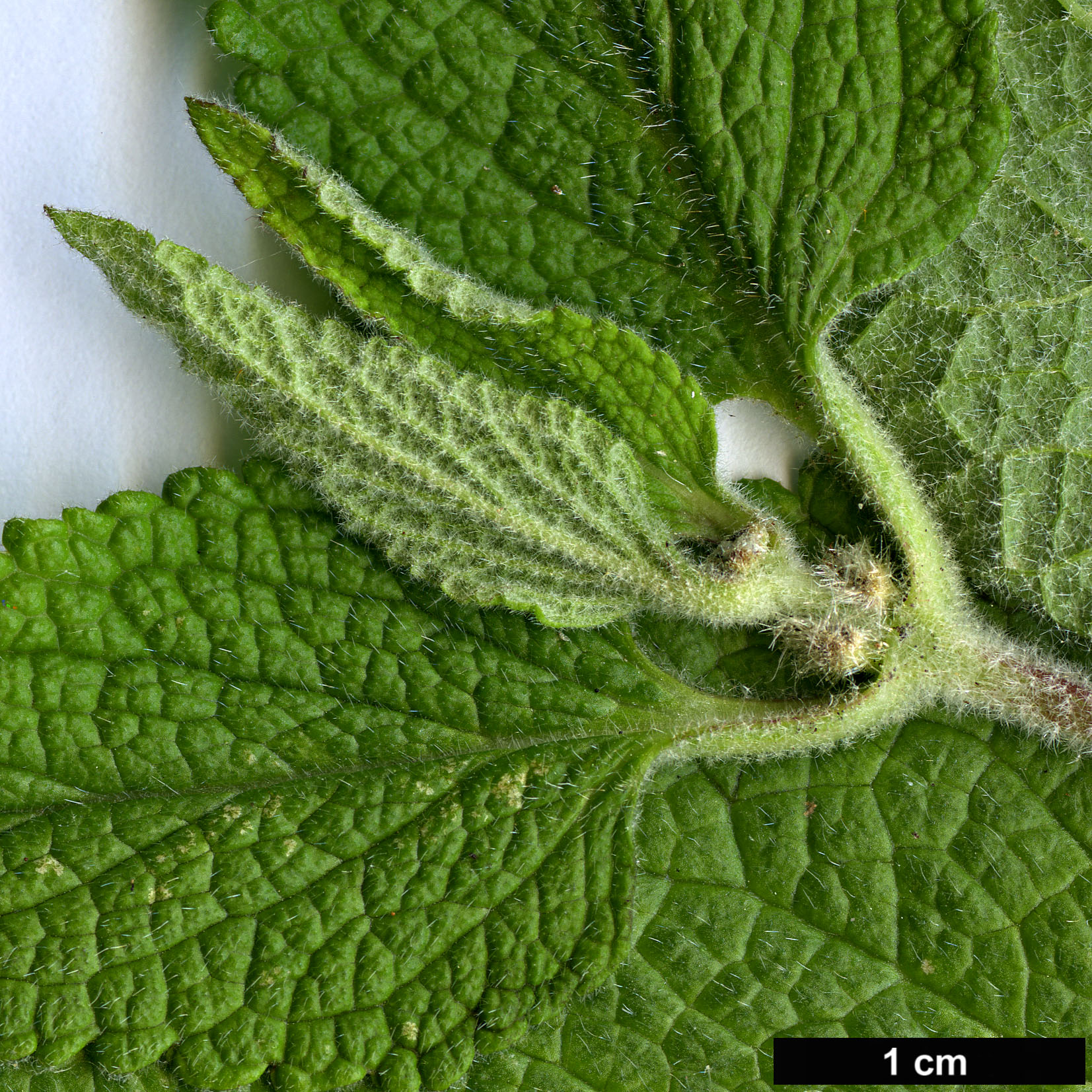 High resolution image: Family: Lamiaceae - Genus: Phlomis - Taxon: longifolia