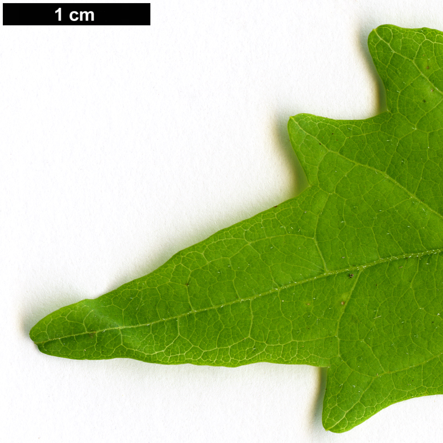 High resolution image: Family: Lamiaceae - Genus: Premna - Taxon: microphylla