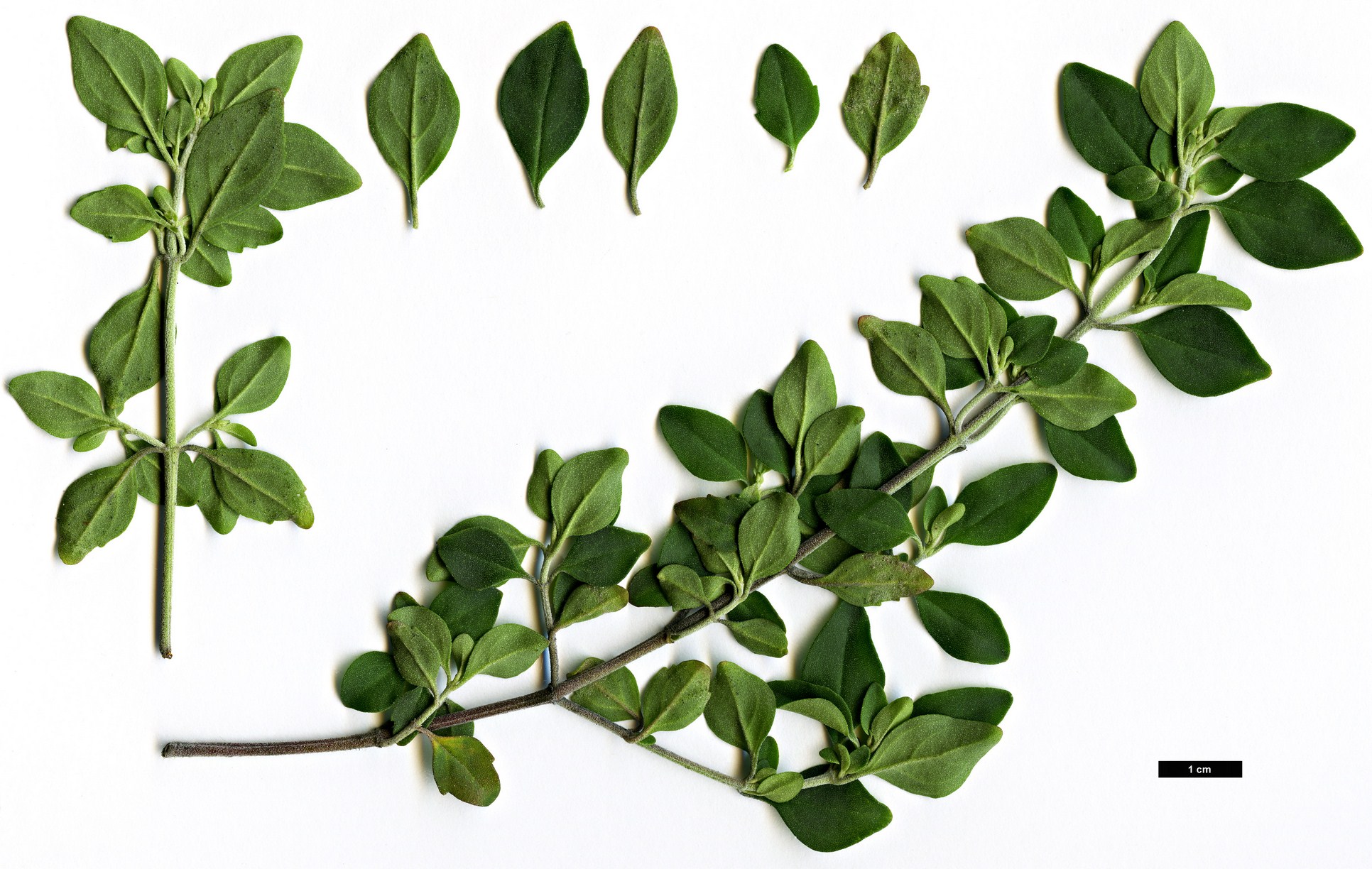 High resolution image: Family: Lamiaceae - Genus: Prostanthera - Taxon: ovalifolia