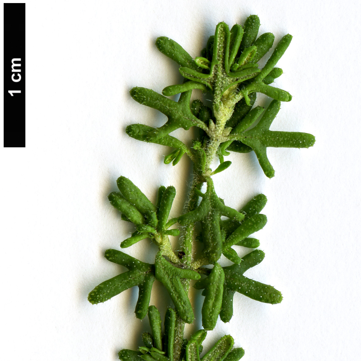High resolution image: Family: Lamiaceae - Genus: Prostanthera - Taxon: staurophylla