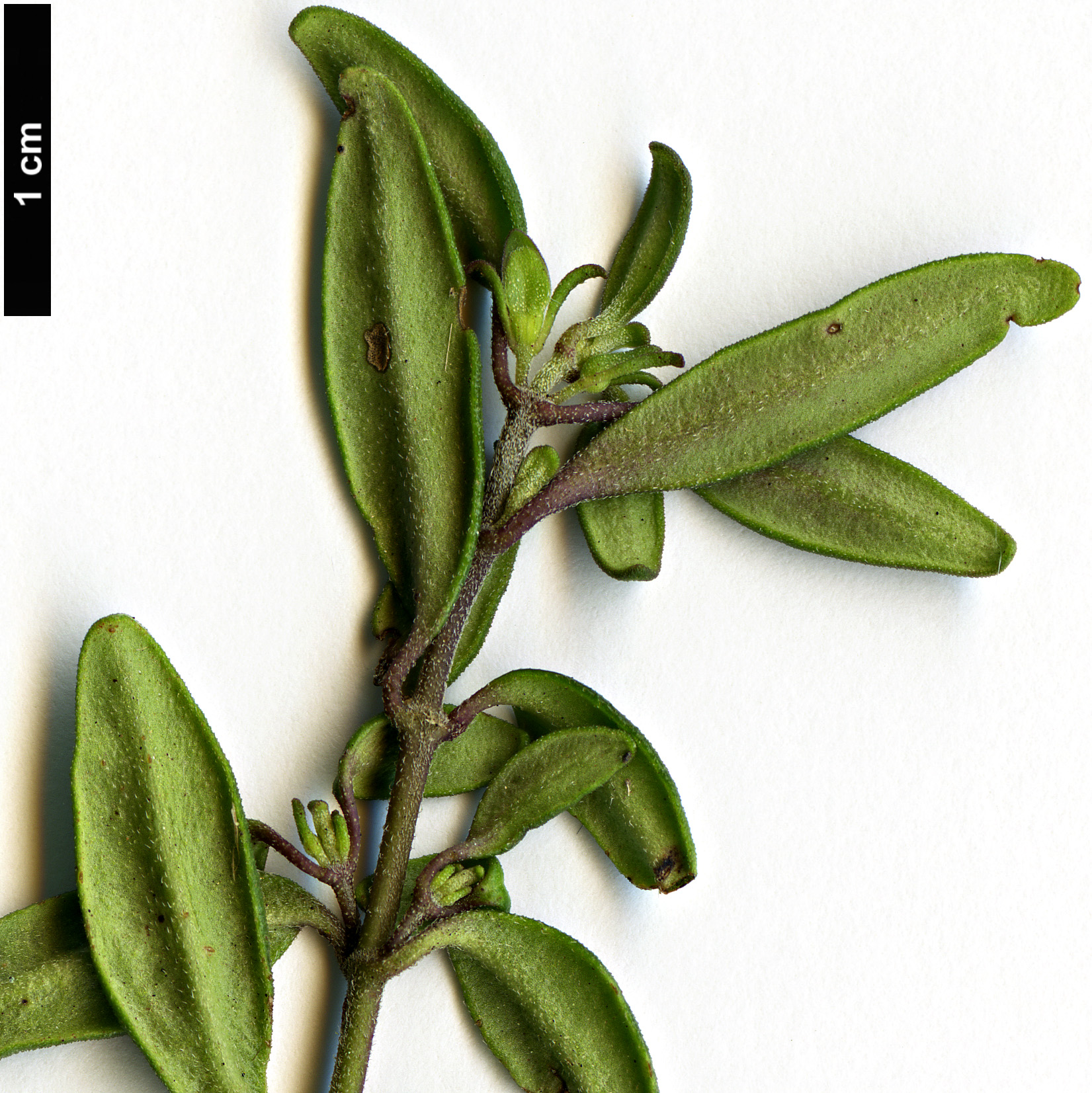 High resolution image: Family: Lamiaceae - Genus: Prostanthera - Taxon: walteri