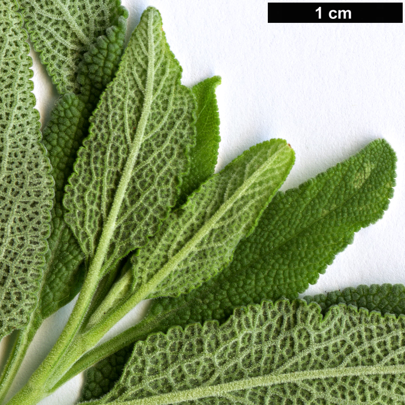 High resolution image: Family: Lamiaceae - Genus: Salvia - Taxon: clevelandii